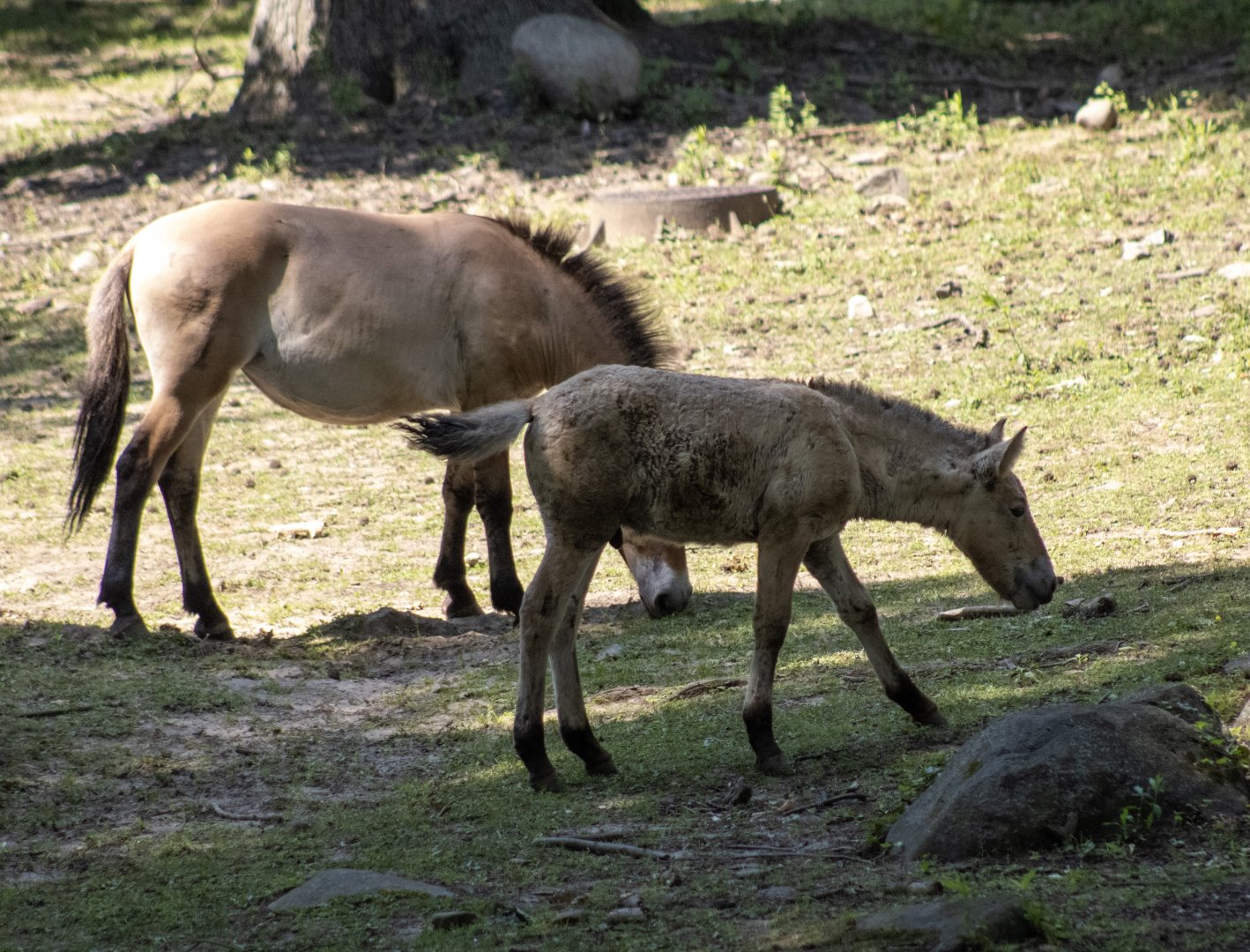 Pzewalski's Wild Horse Foal