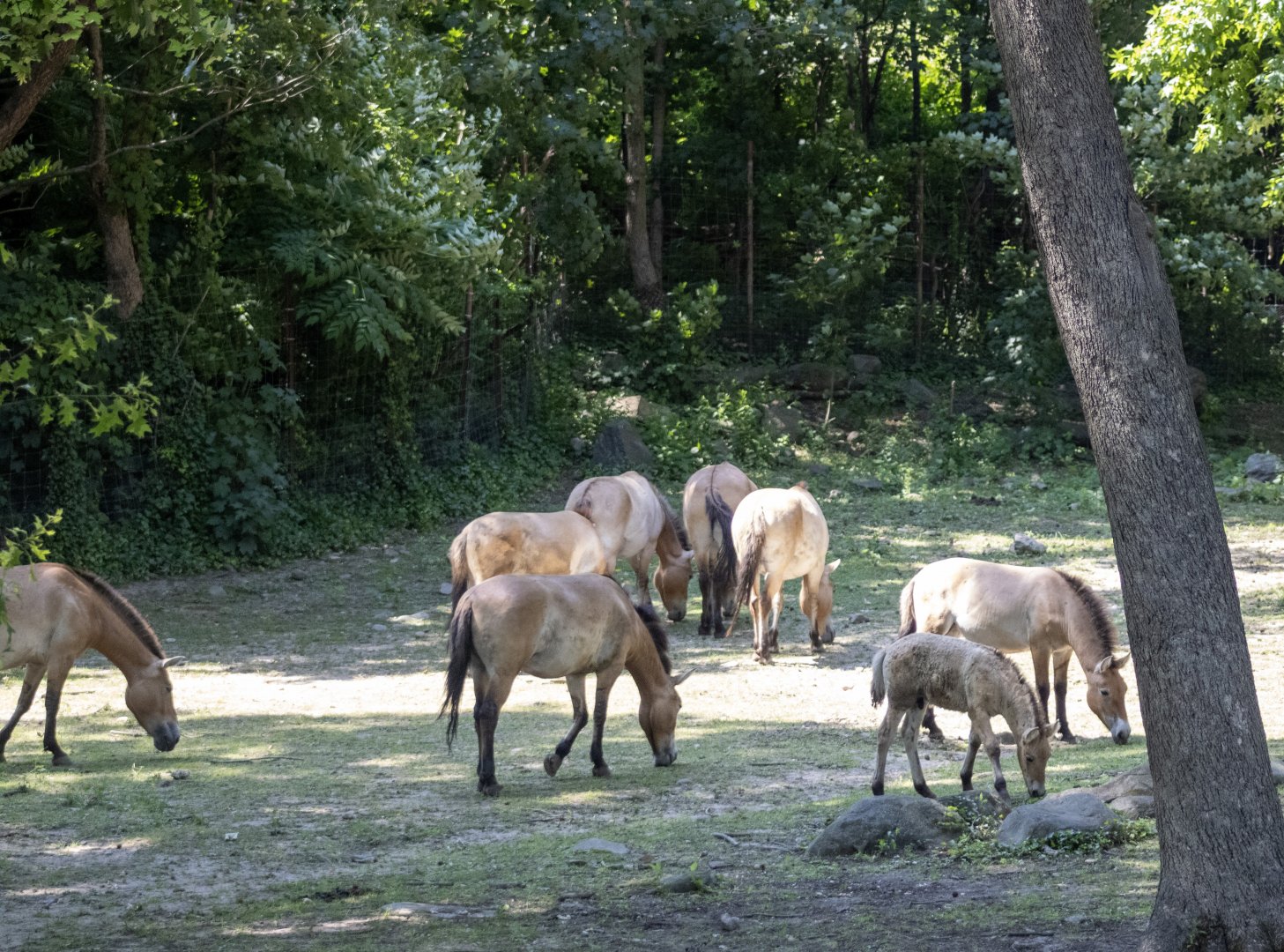 Pzewalski's WIld Horses