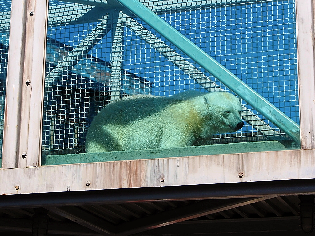 Qannik in Overhead Passage