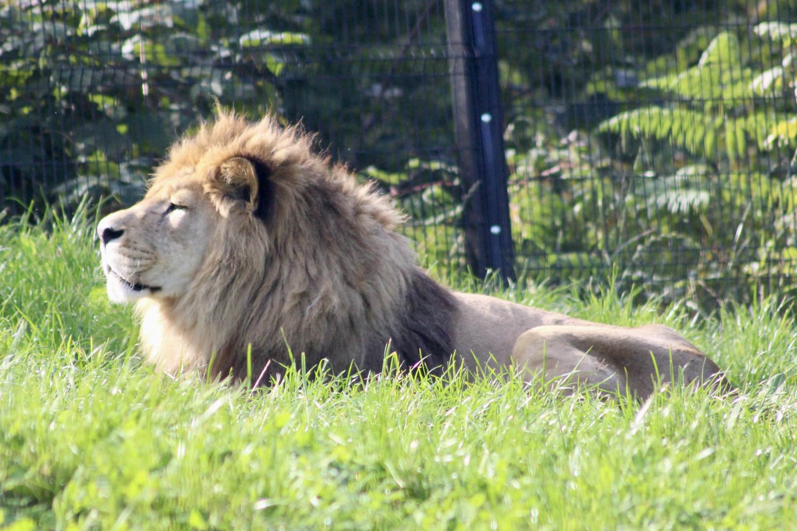 Qays, Barbary lion (Panthera leo leo) - August 2024