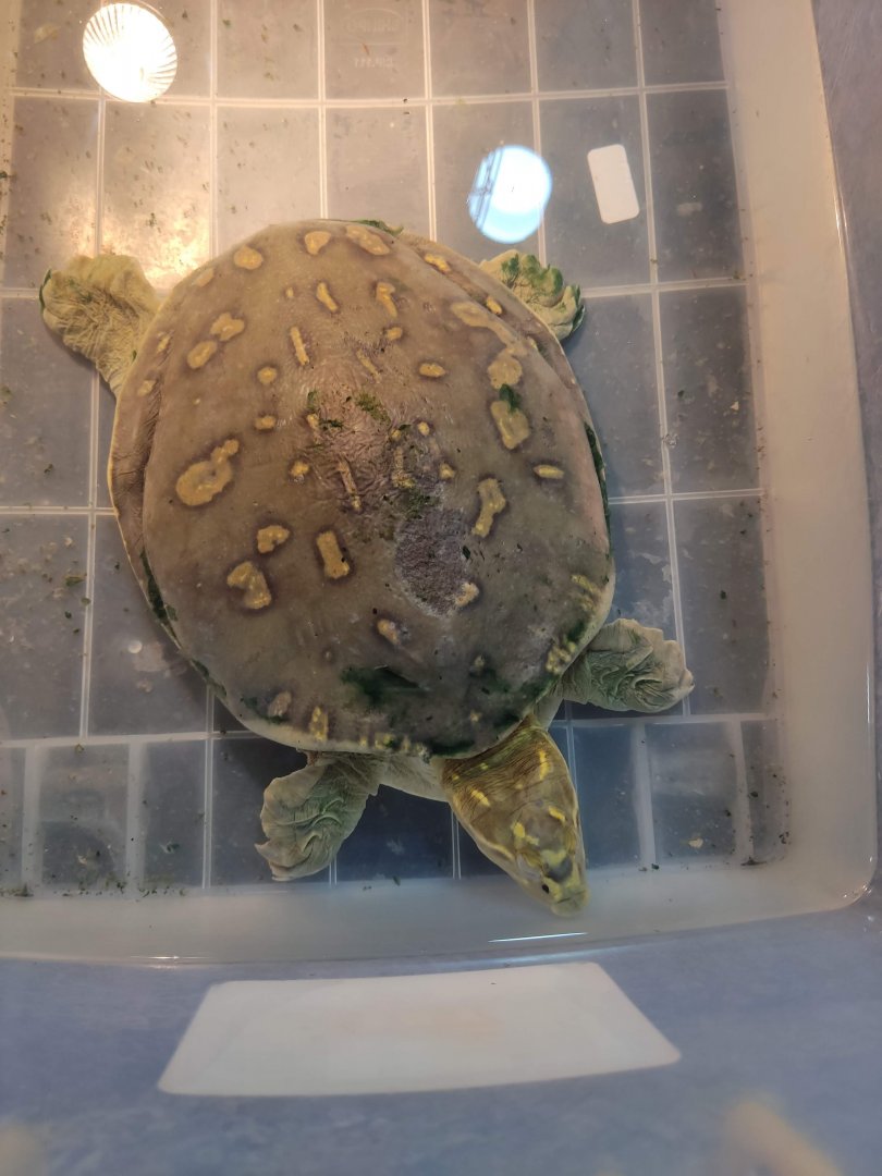 QBig BSD - Indian Flapshell Turtle (Lissemys punctata)