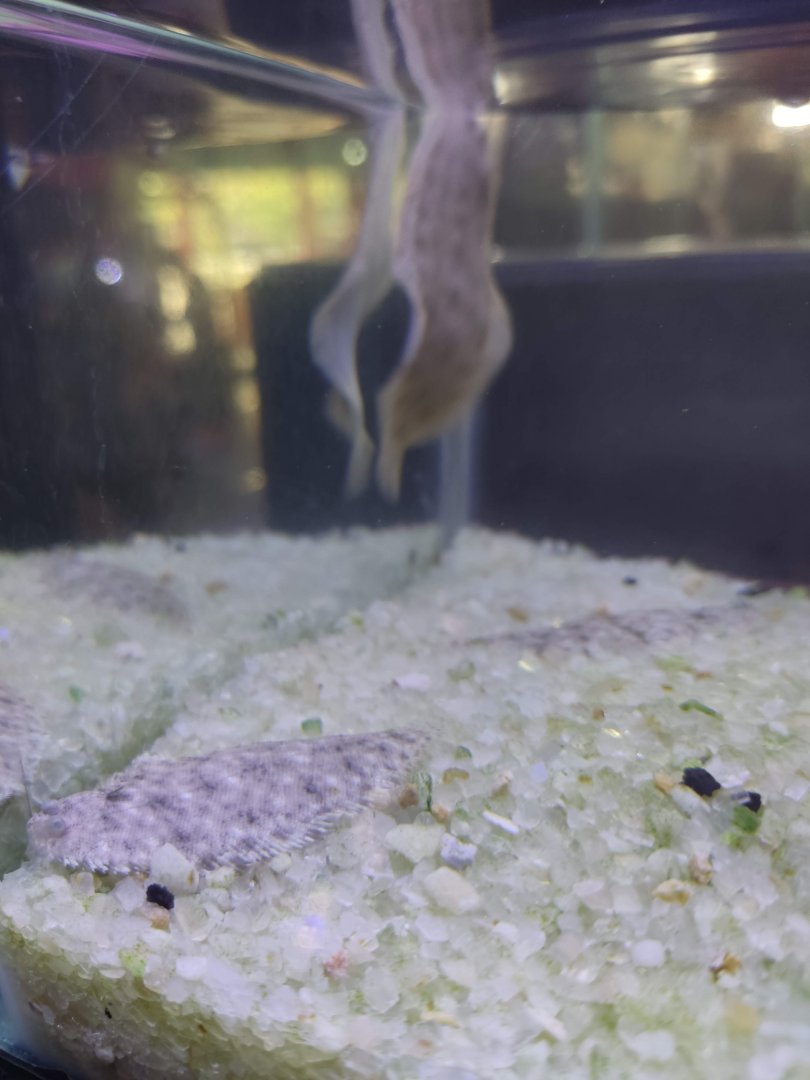 QBig BSD - Papuan Freshwater Sole (Brachirus selheimi)