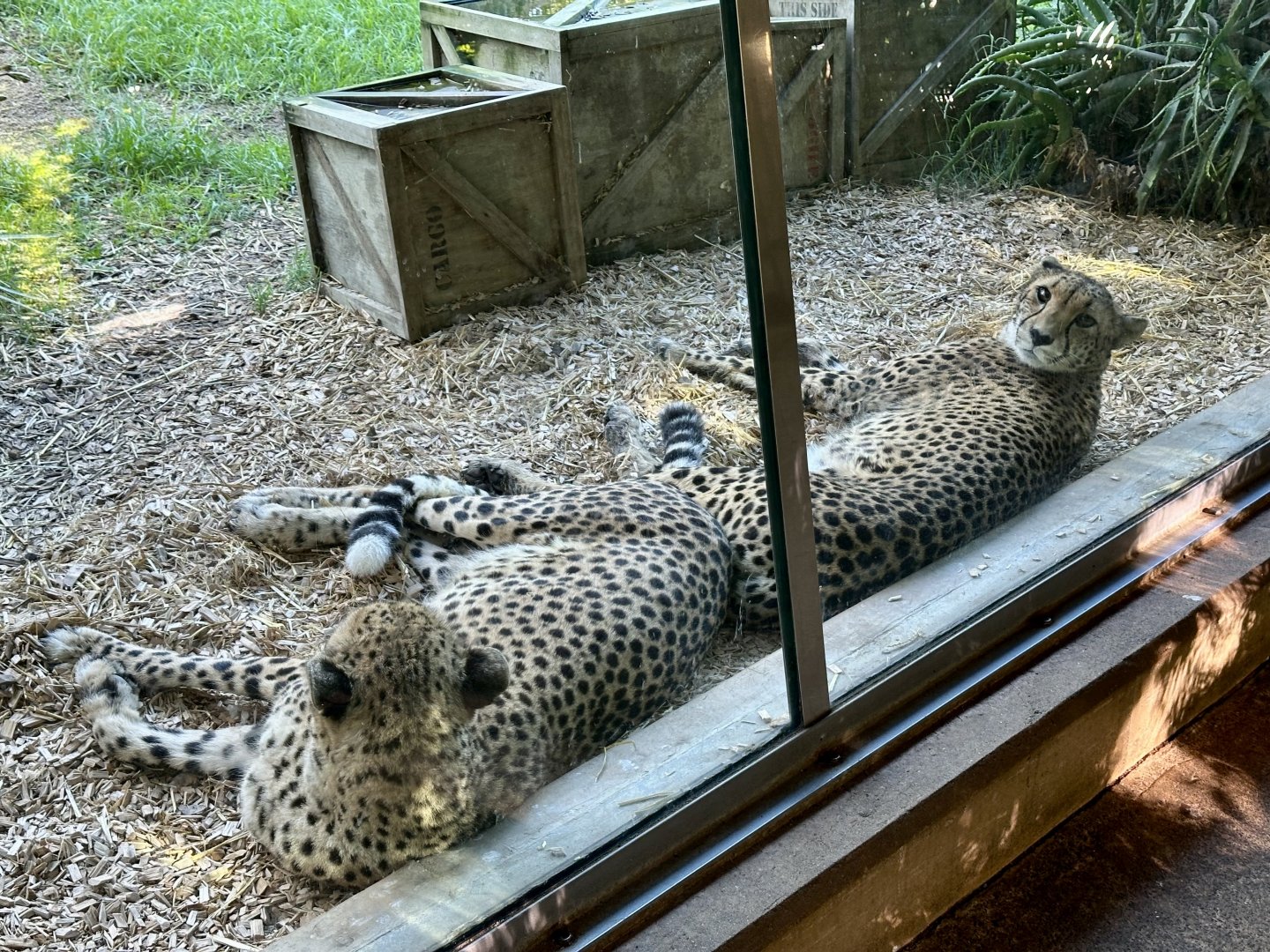 Qia and Quartz (Cheetah)