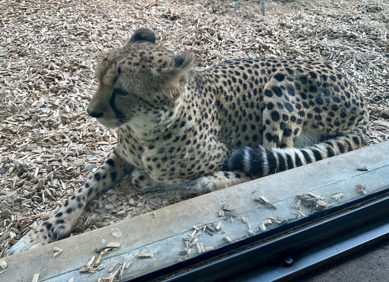 Qia (Cheetah)