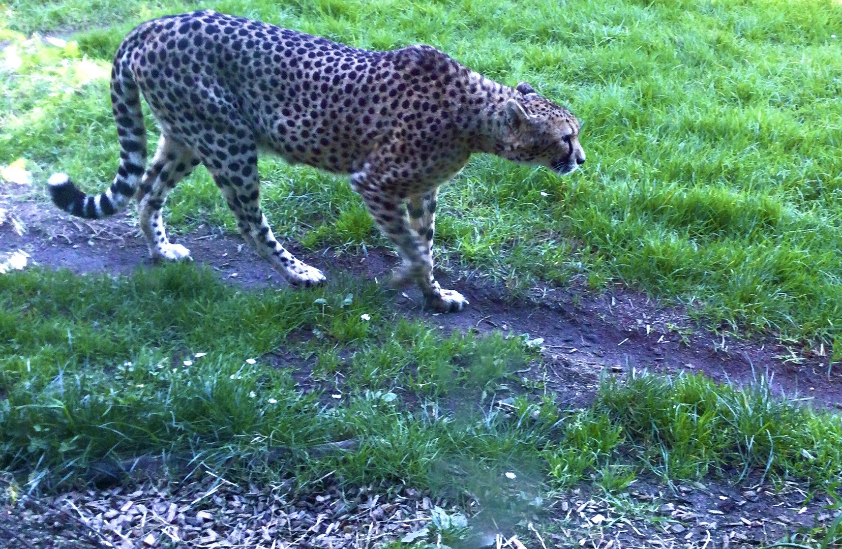 Qia (Female Cheetah)