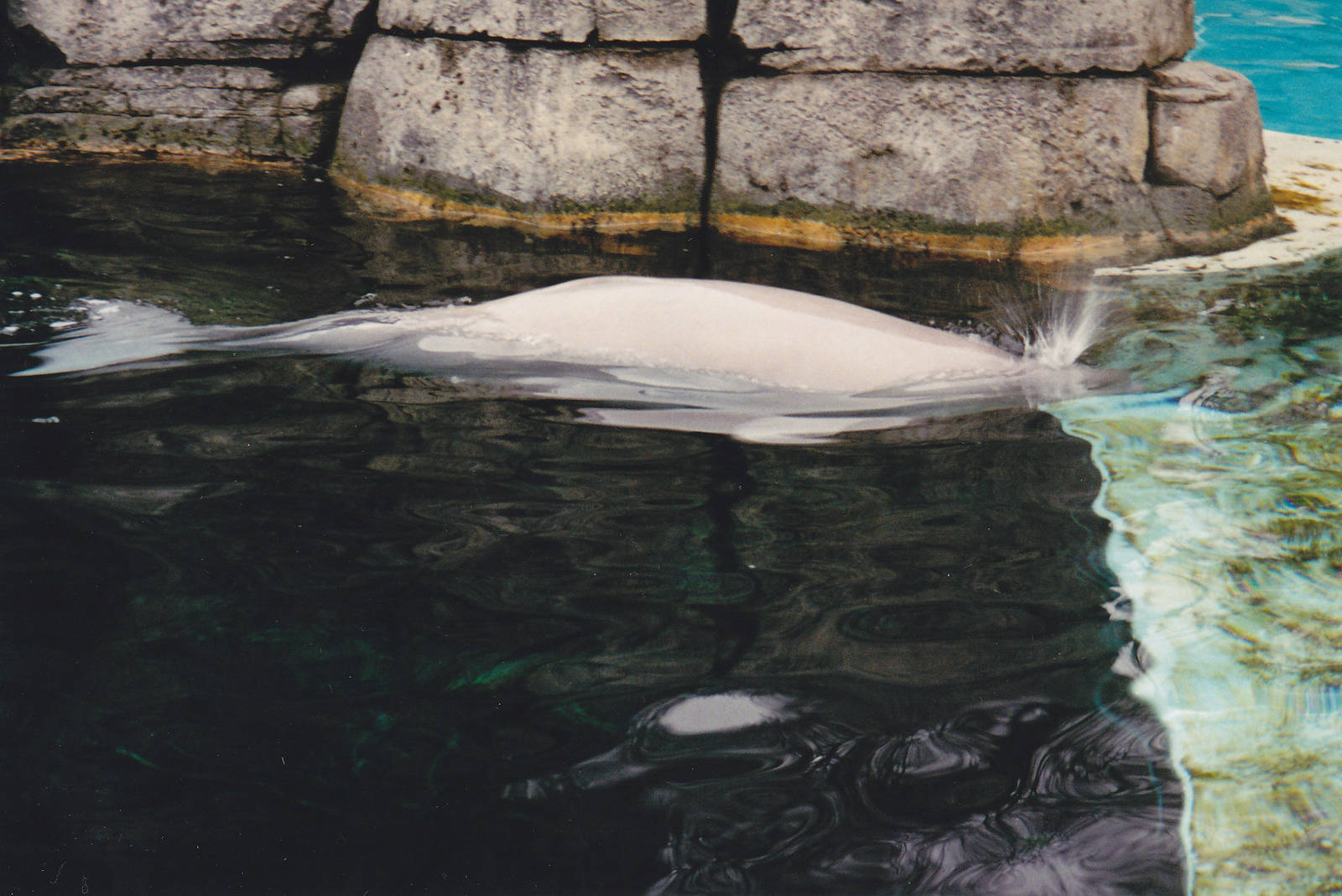 Qila as a Calf 1999