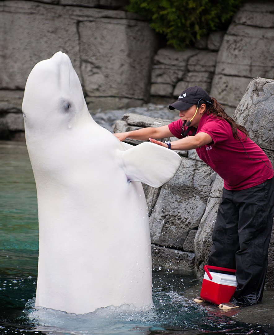 Qila, beluga whale (Delphinapterus leucas)