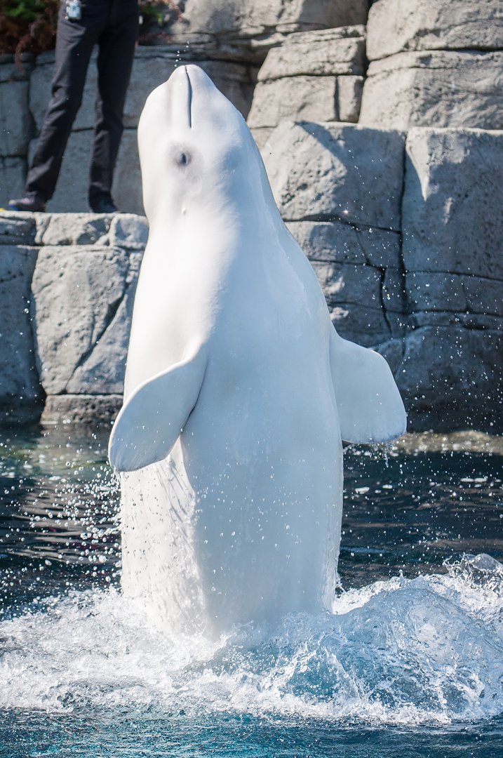 Qila, beluga whale (Delphinapterus leucas)