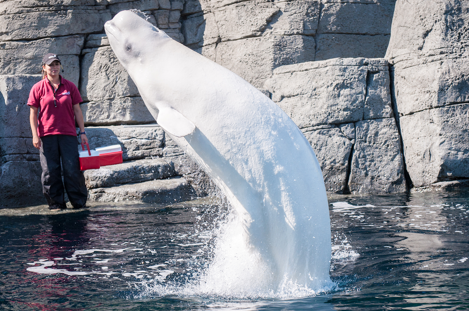 Qila, beluga whale (Delphinapterus leucas)