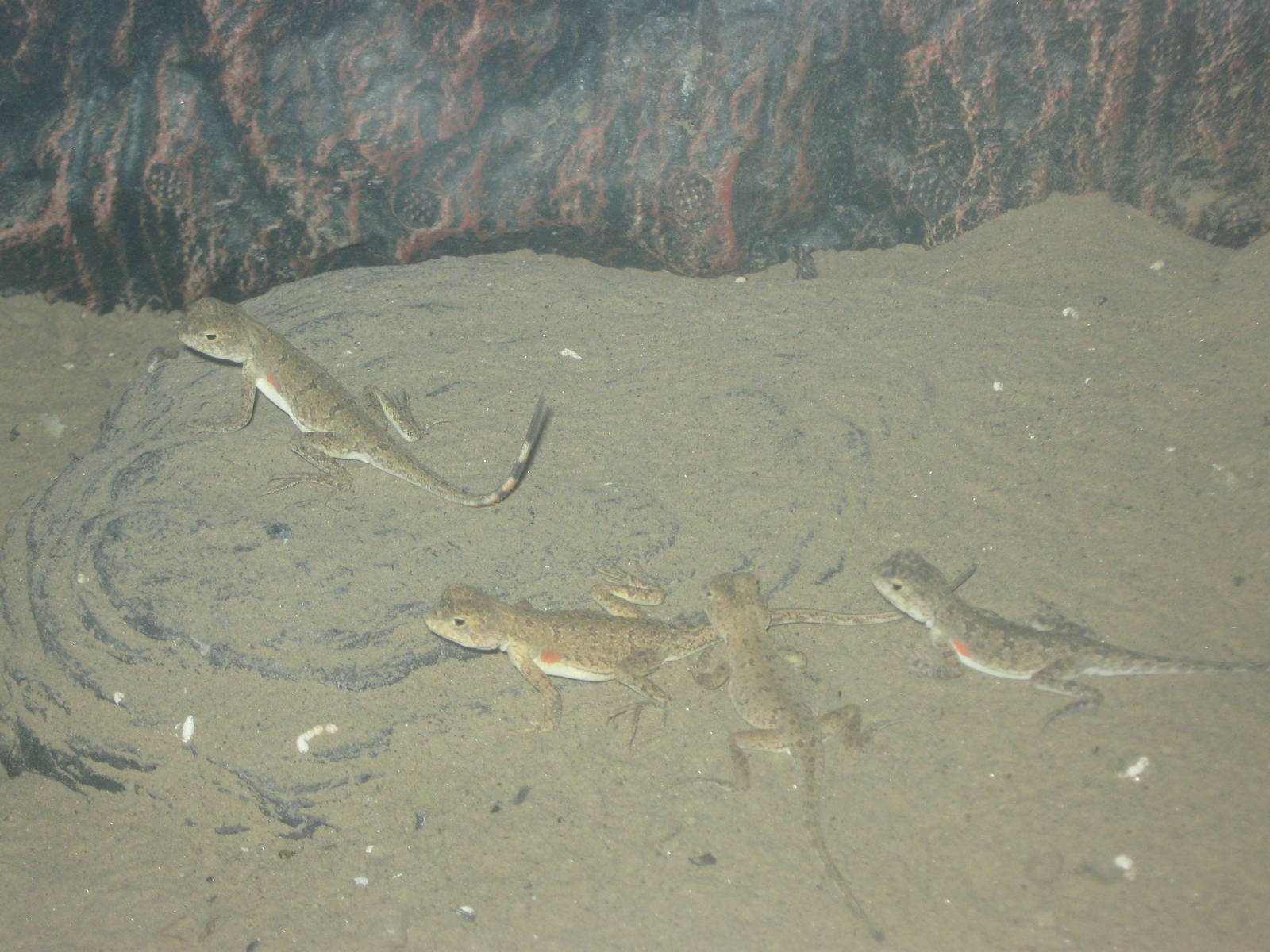 Qinghai toad-headed agamas (Phrynocephalus vlangalii)