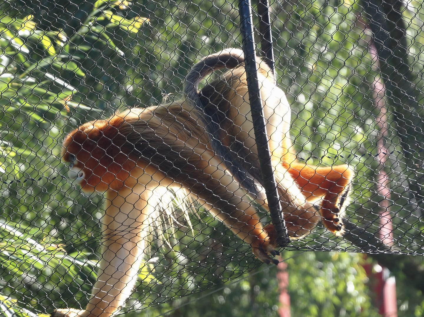 Qinling golden snub-nosed monkey (Rhinopithecus roxellana qinlingensis), 2025-09-01
