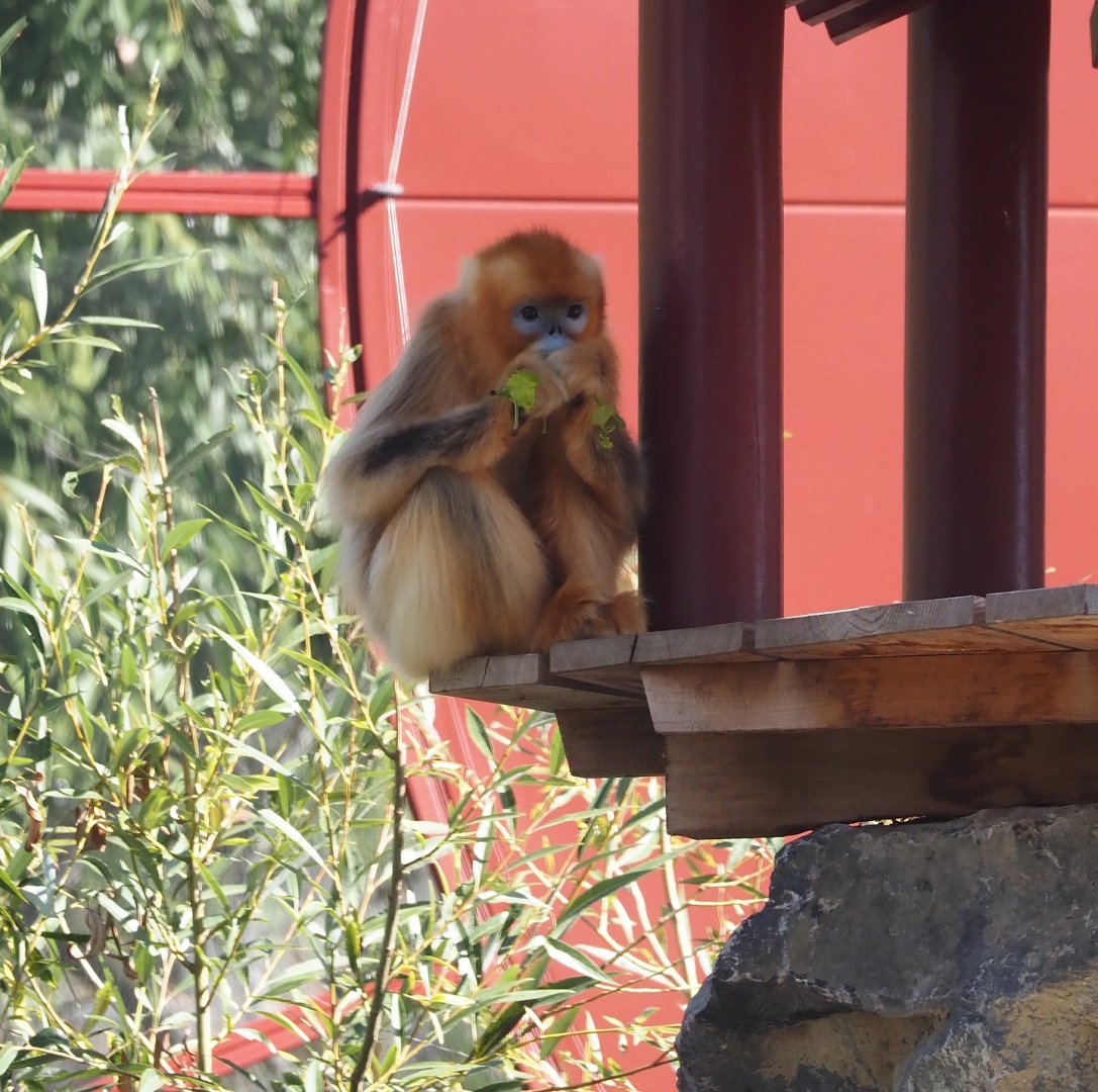Qinling golden snub-nosed monkey (Rhinopithecus roxellana qinlingensis), 2025-09-01