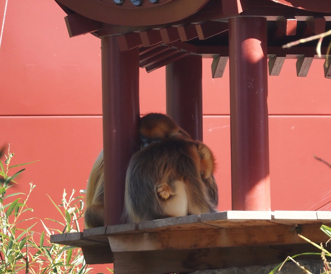 Qinling golden snub-nosed monkeys (Rhinopithecus roxellana qinlingensis), 2025-09-01