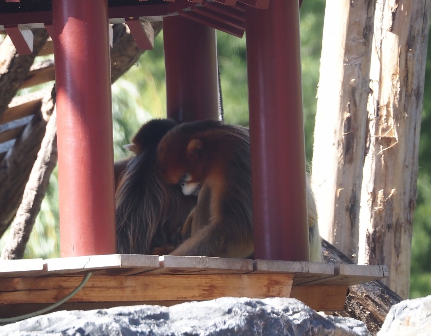 Qinling golden snub-nosed monkeys (Rhinopithecus roxellana qinlingensis), 2025-09-01
