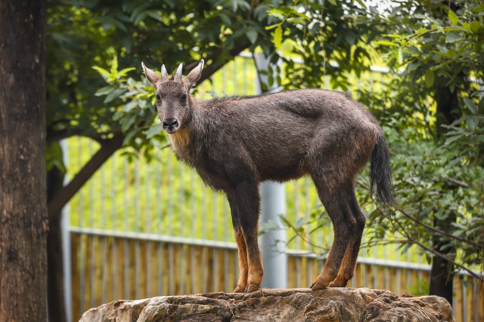 Qinling Panda Breeding Research Center - Chinese goral