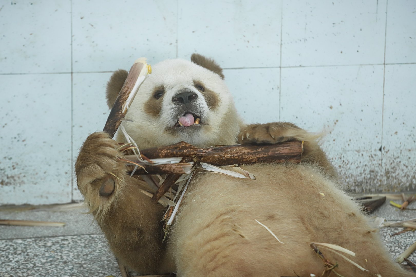 Qinling Panda Breeding Research Center - Qi Zai