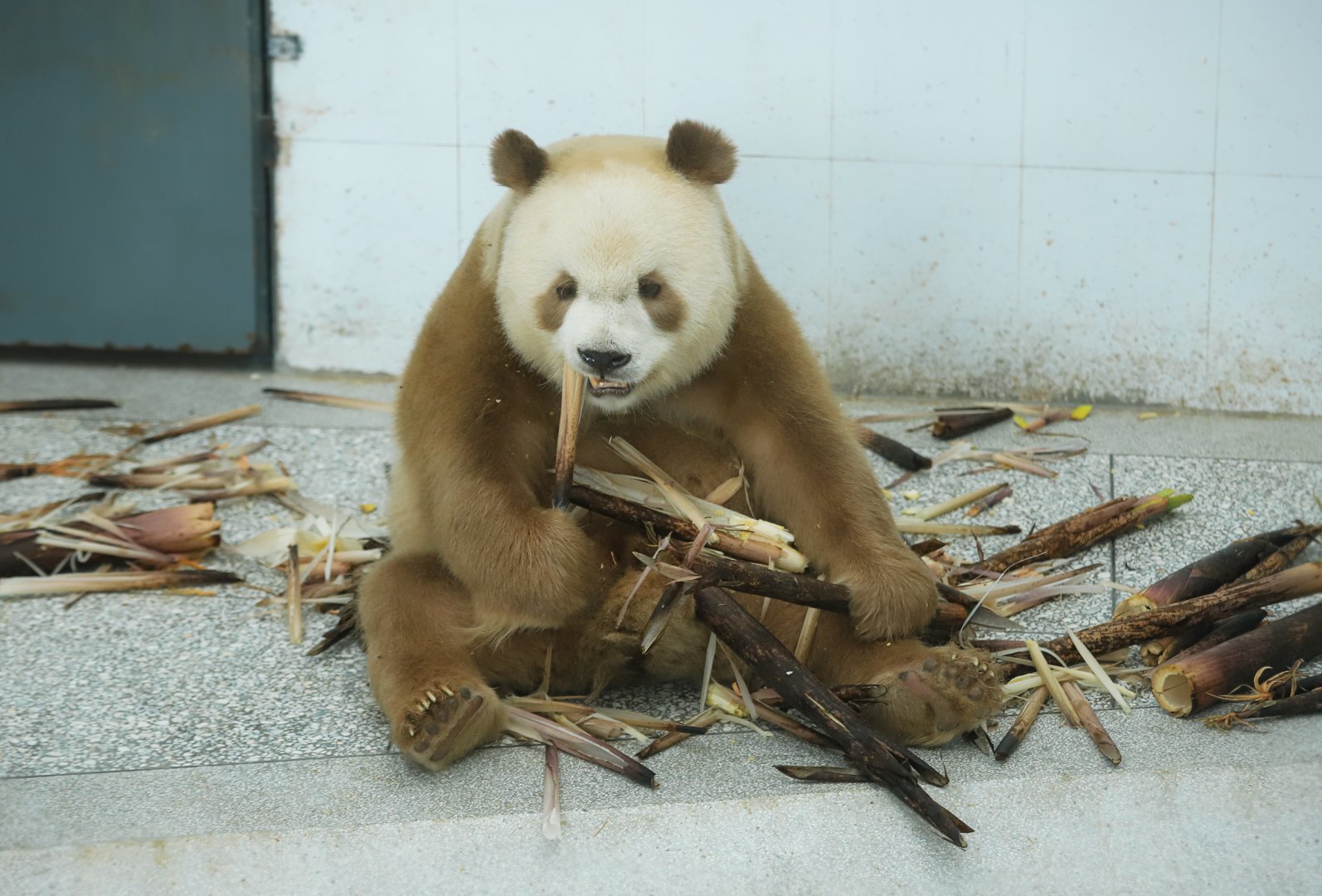 Qinling Panda Breeding Research Center - Qi Zai