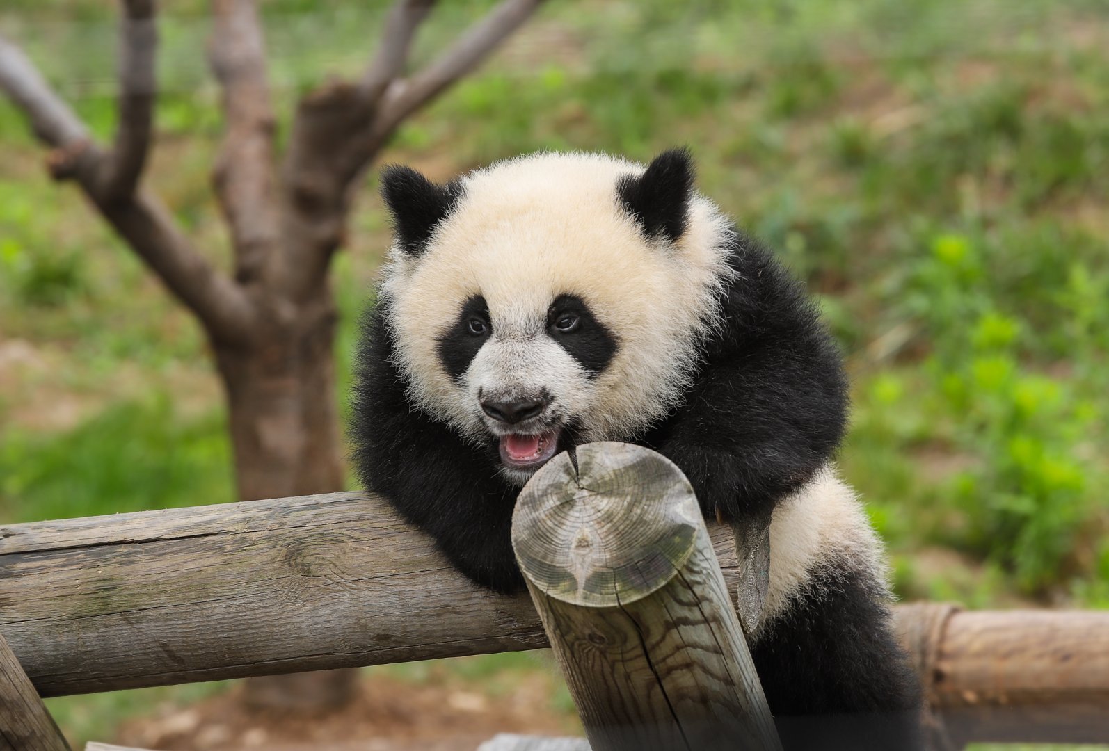 Qinling Panda Breeding Research Center - Qinling panda