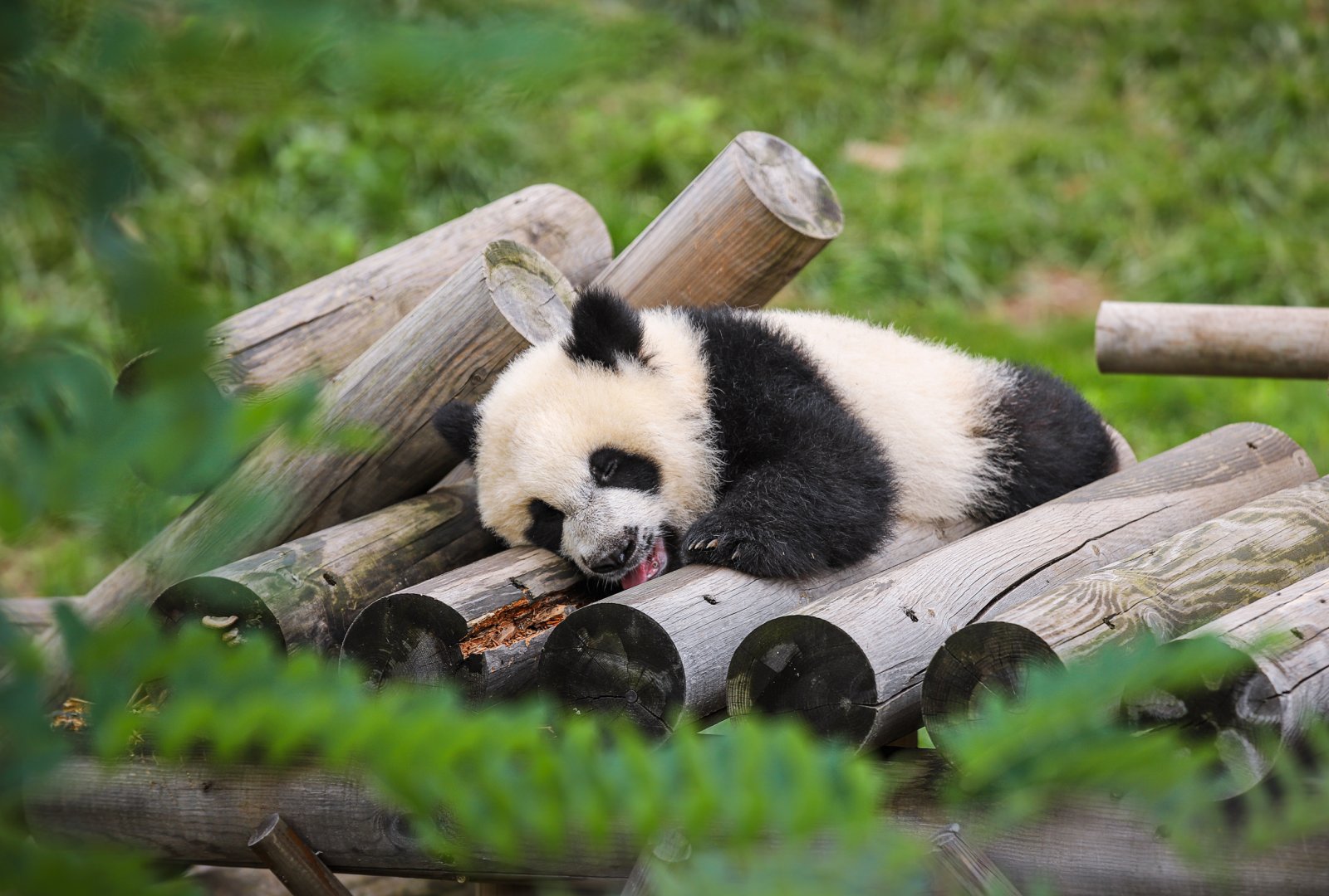 Qinling Panda Breeding Research Center - Qinling panda