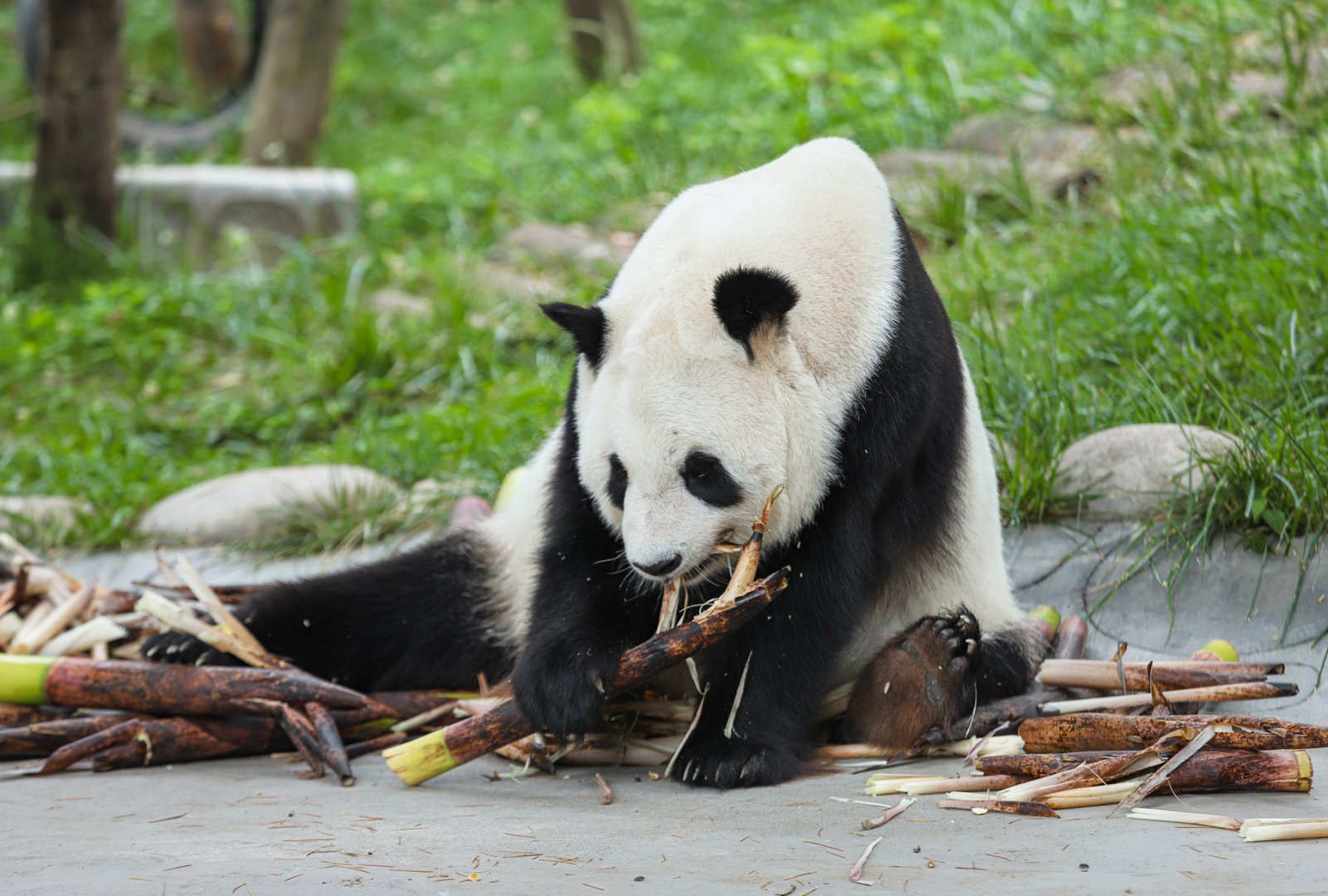 Qinling Panda Breeding Research Center - Qinling panda