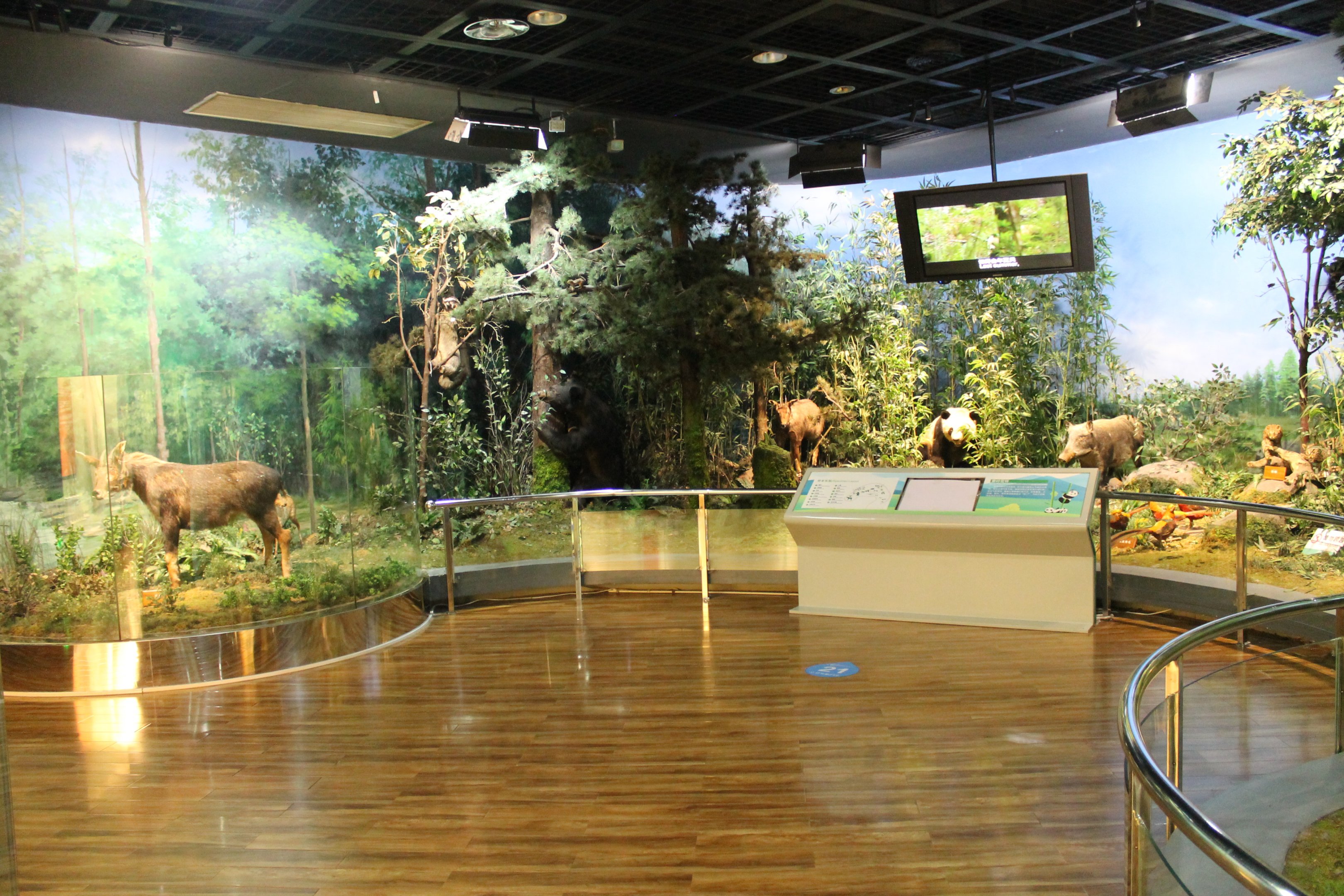 Qinling Wildlife - Shaanxi Nature Museum