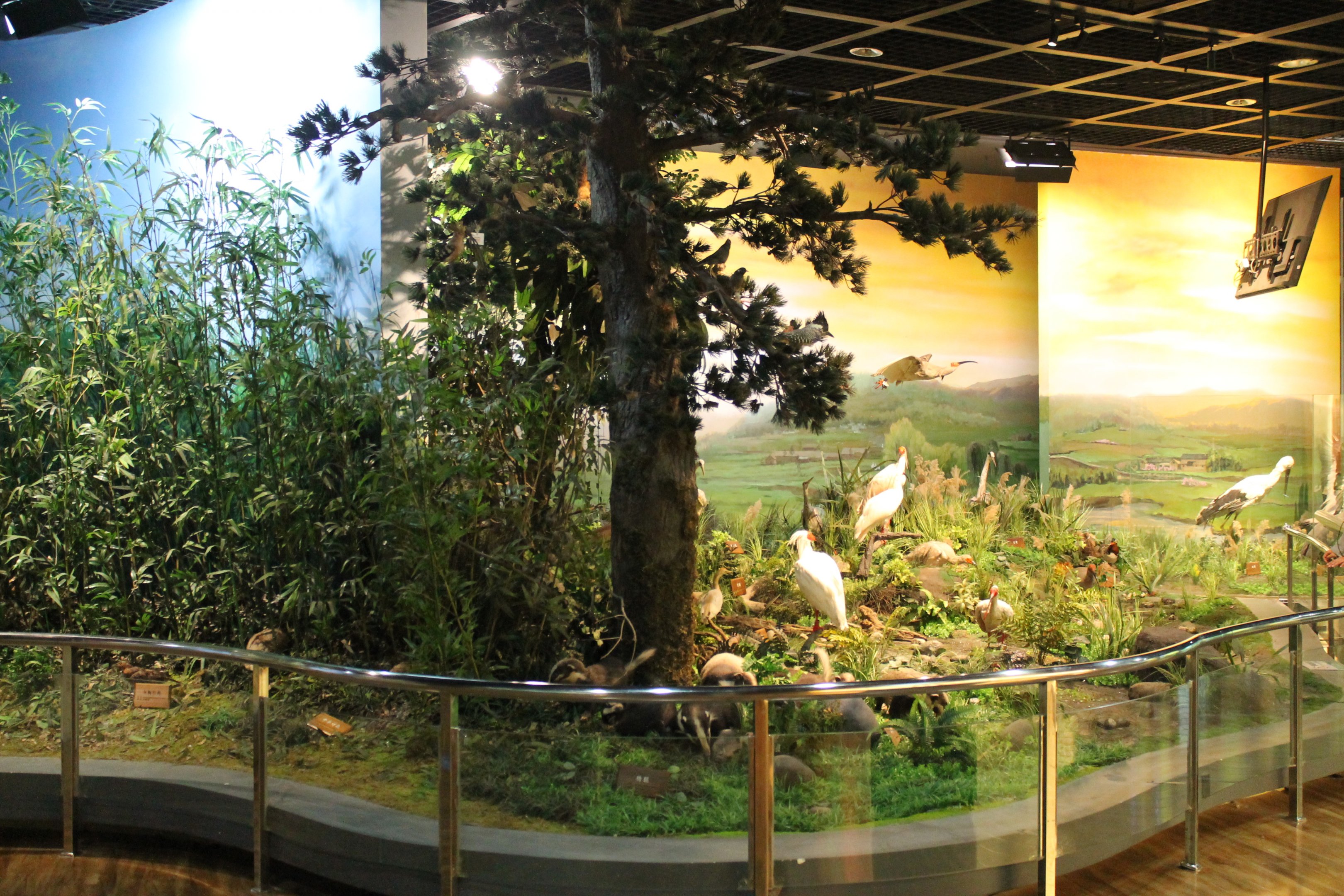 Qinling Wildlife - Shaanxi Nature Museum