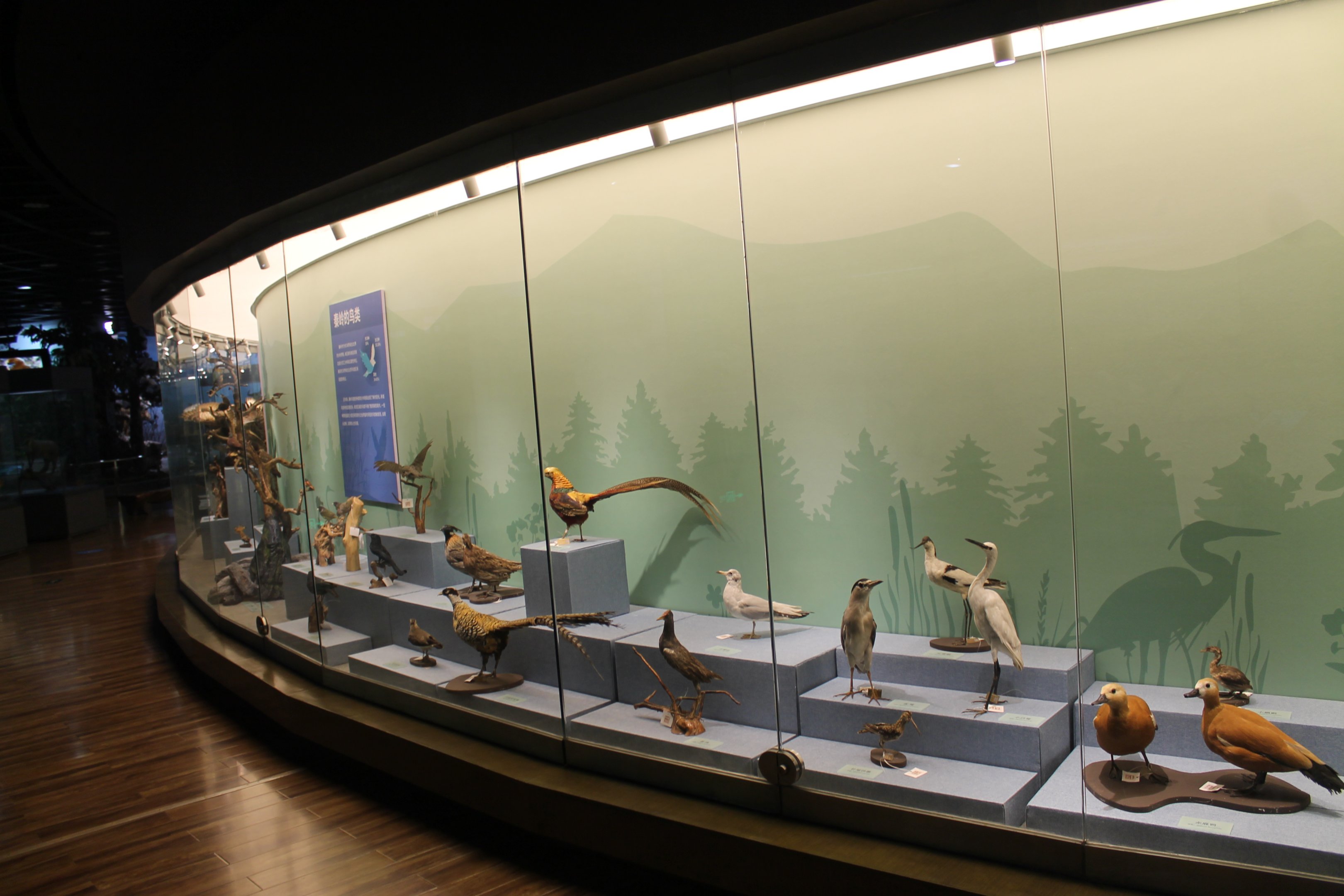 Qinling Wildlife - Shaanxi Nature Museum