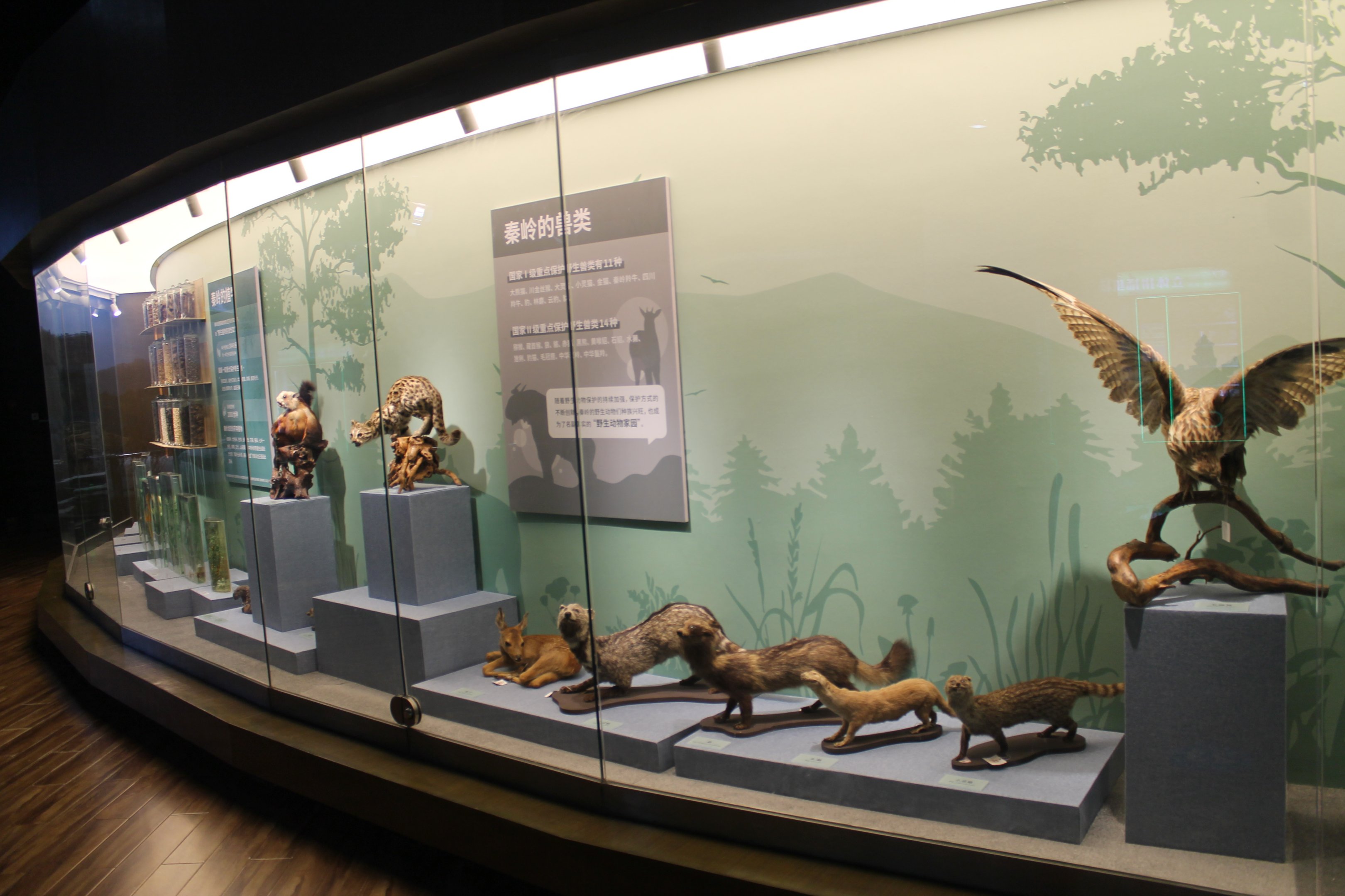 Qinling Wildlife - Shaanxi Nature Museum