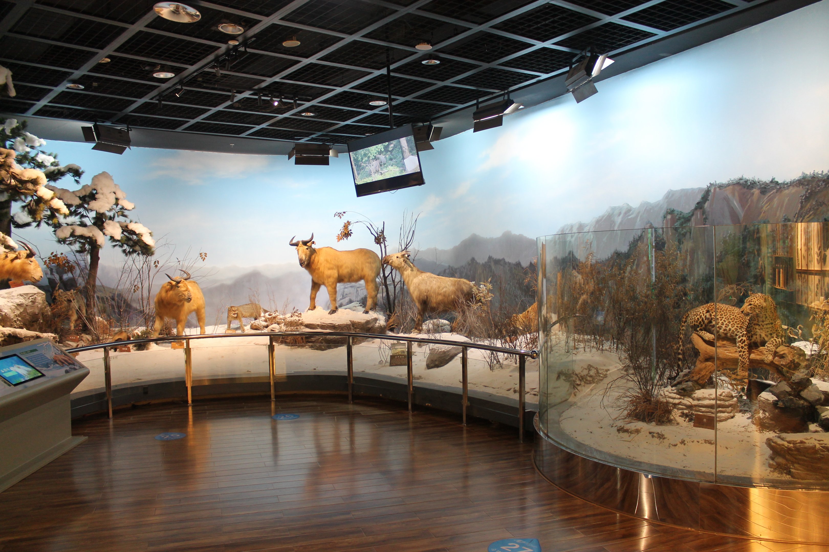 Qinling Wildlife - Shaanxi Nature Museum