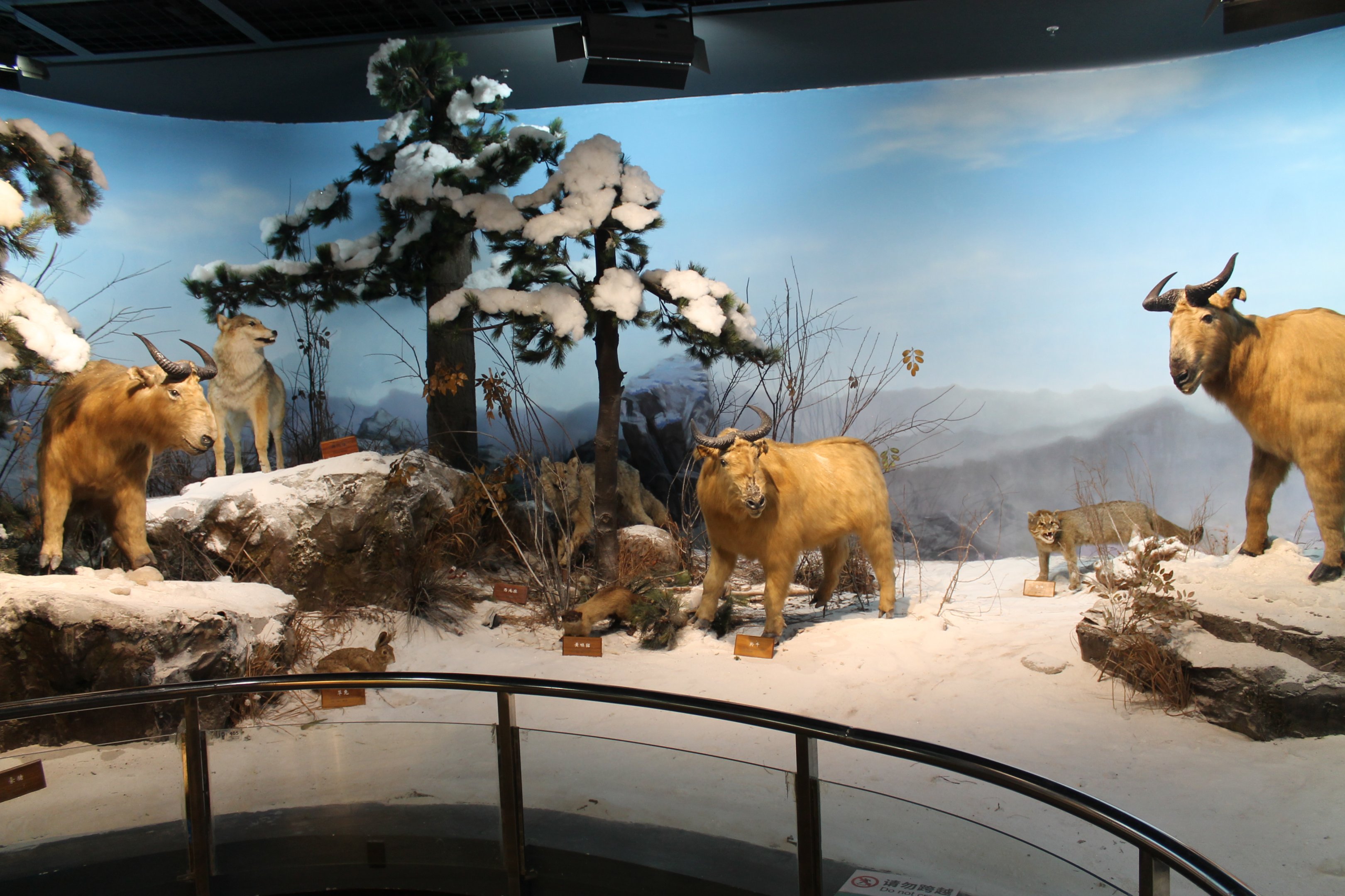 Qinling Wildlife - Shaanxi Nature Museum