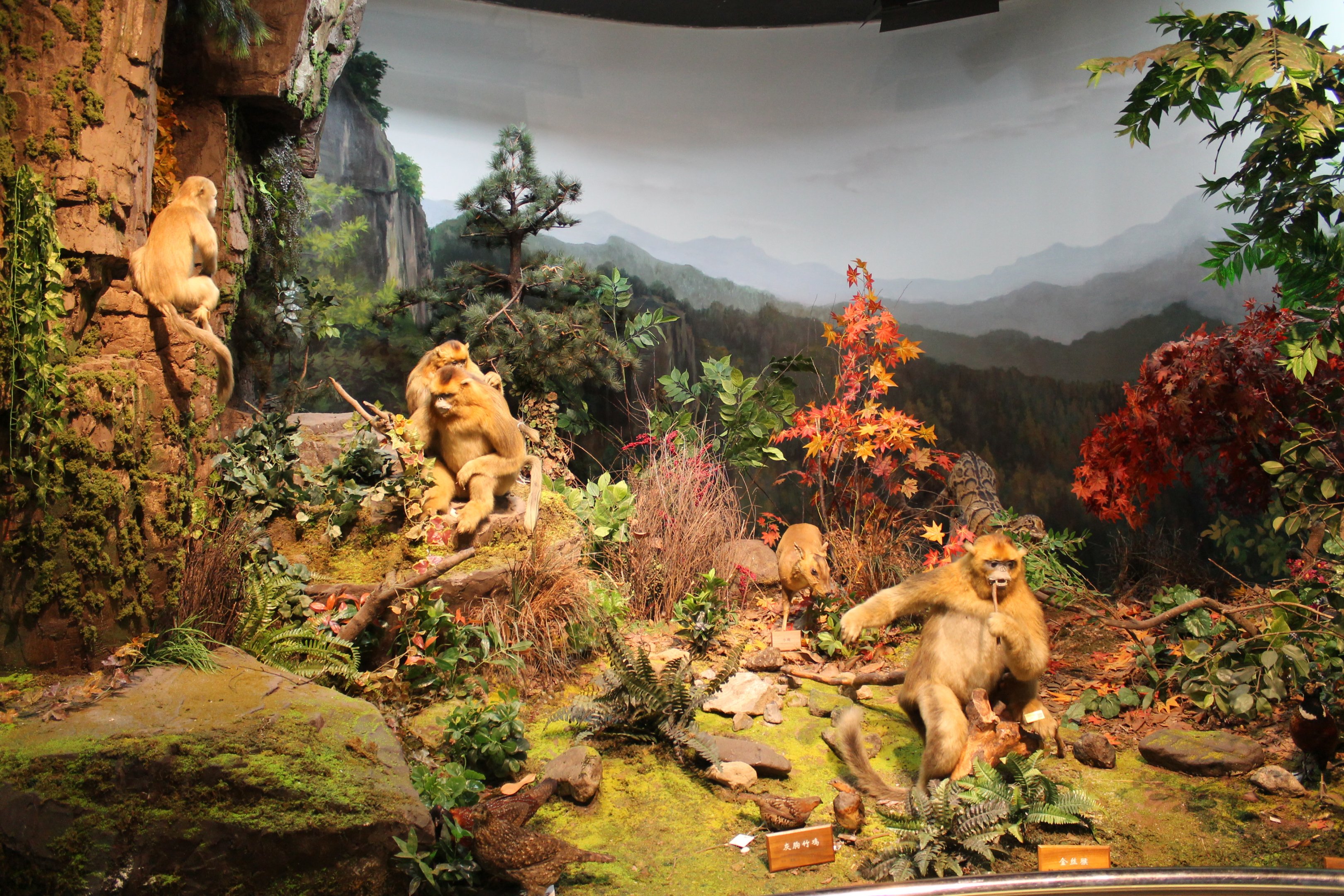 Qinling Wildlife - Shaanxi Nature Museum