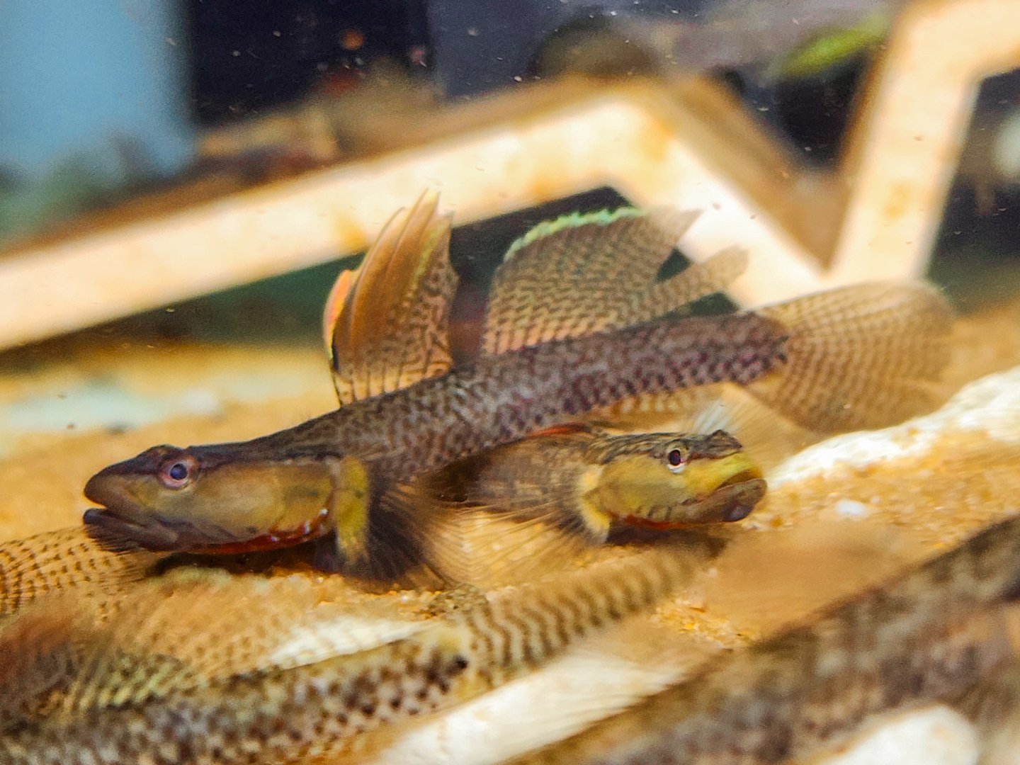 Qinzhou Yellow-lipped Goby (Rhinogobius sp. Yellow Lips)