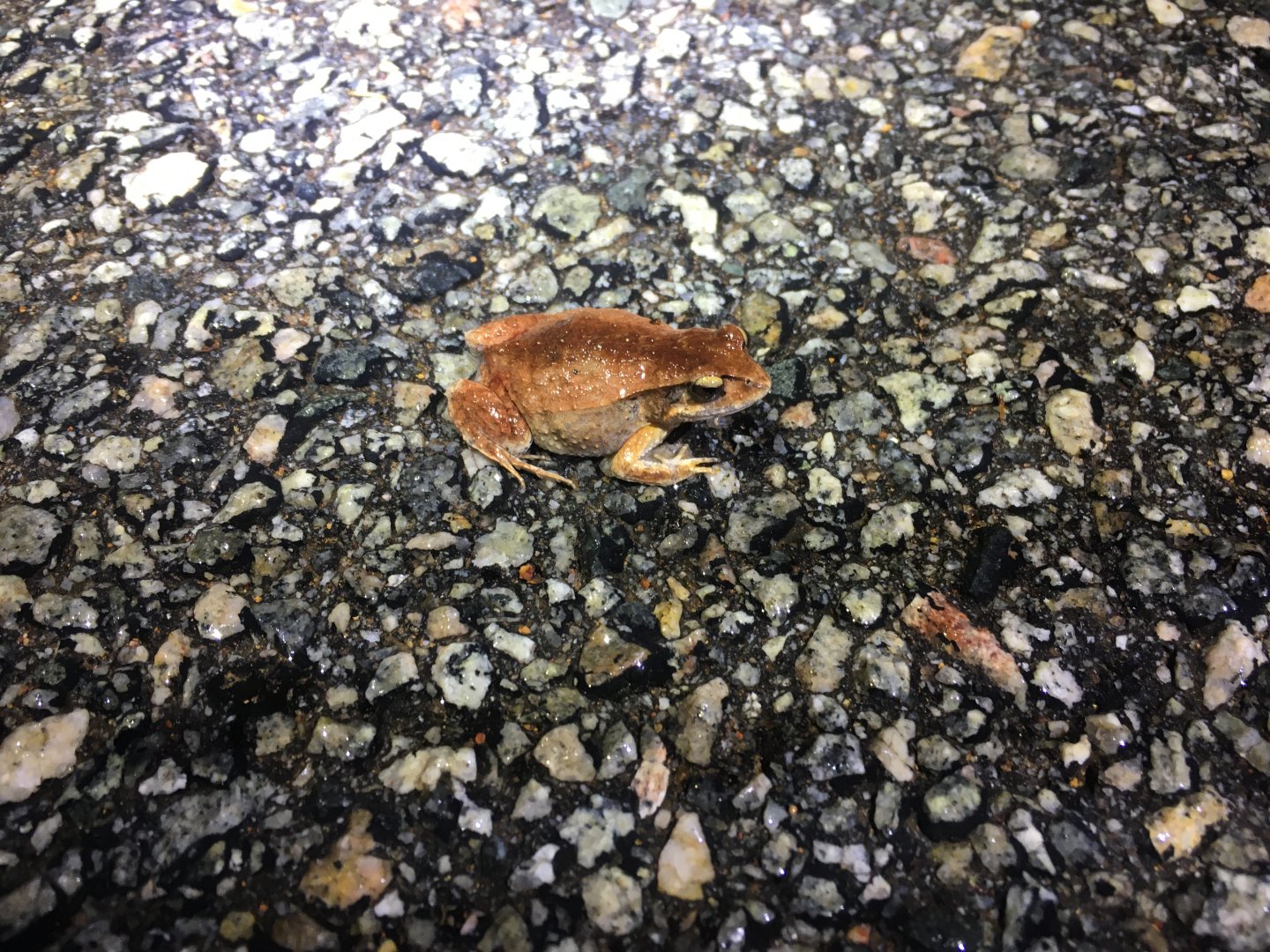 Quacking Frog (Crinia georgiana)