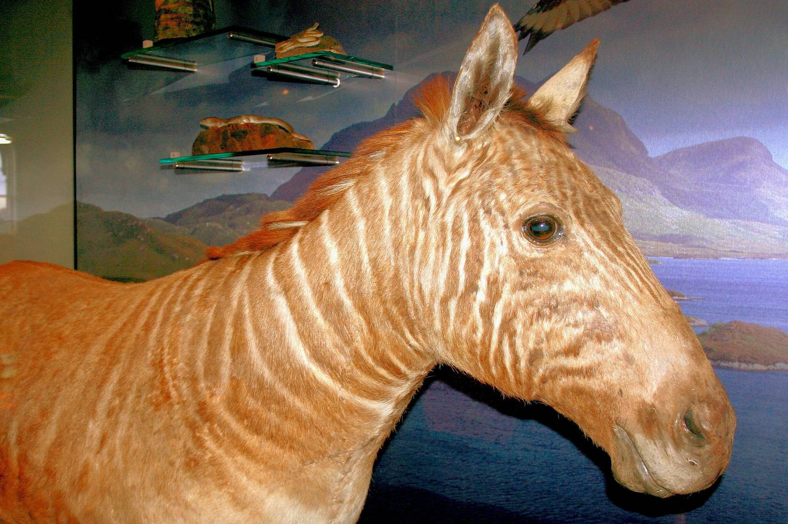 Quagga; Edinburgh Museum; 22nd November 2014