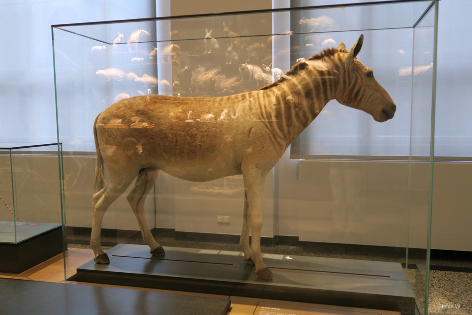 Quagga (Equus quagga quagga) - Darmstadt Landesmuseum