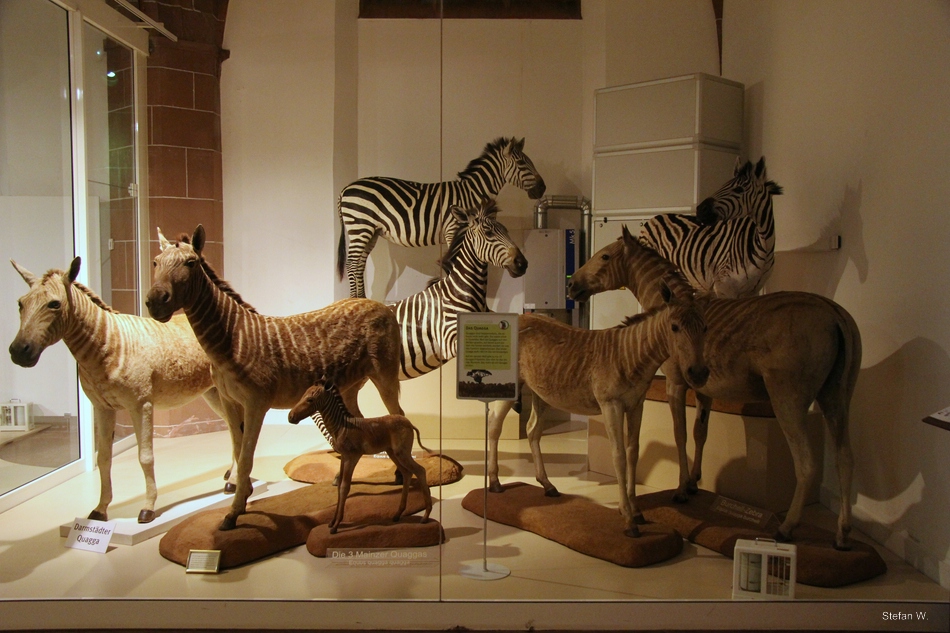 Quagga (Equus quagga quagga), Mainz Naturhistorisches Museum