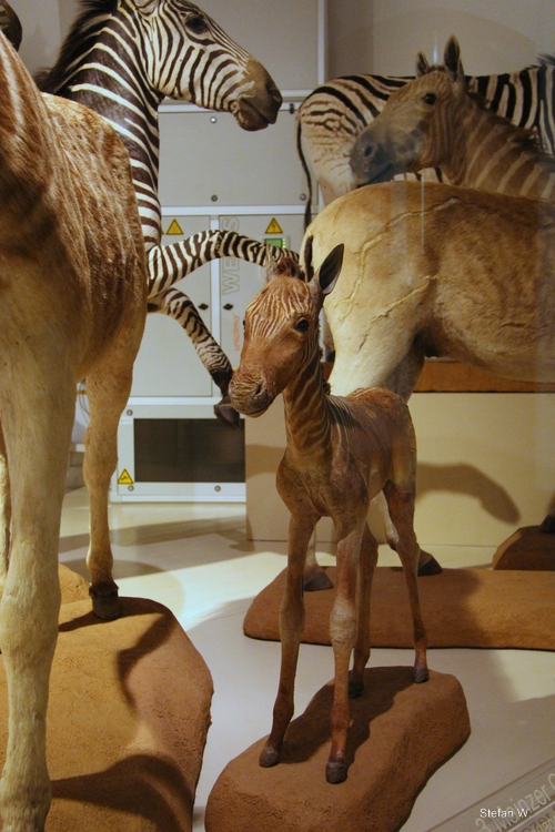 Quagga (Equus quagga quagga), Mainz Naturhistorisches Museum