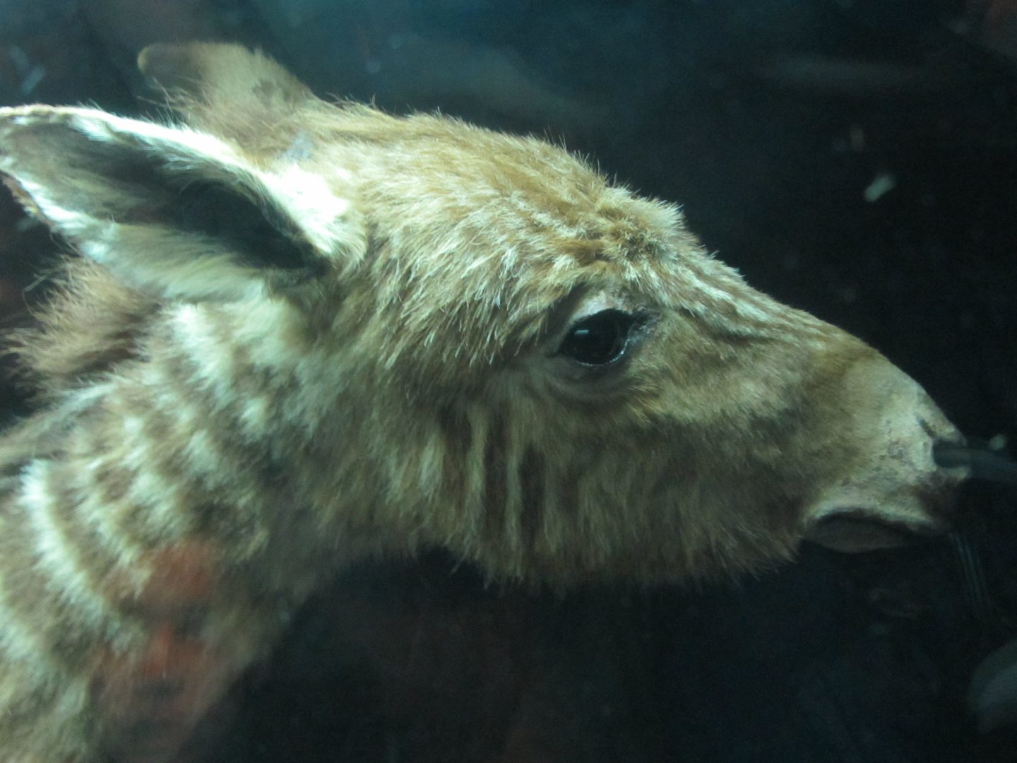 Quagga Foal Mount Detail