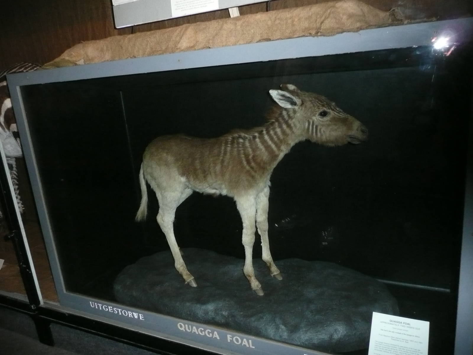 Quagga Foal