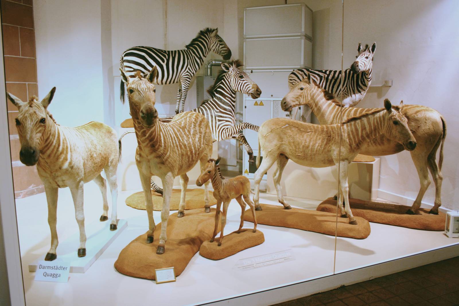 Quagga group; Mainz Museum; 9th September 2010