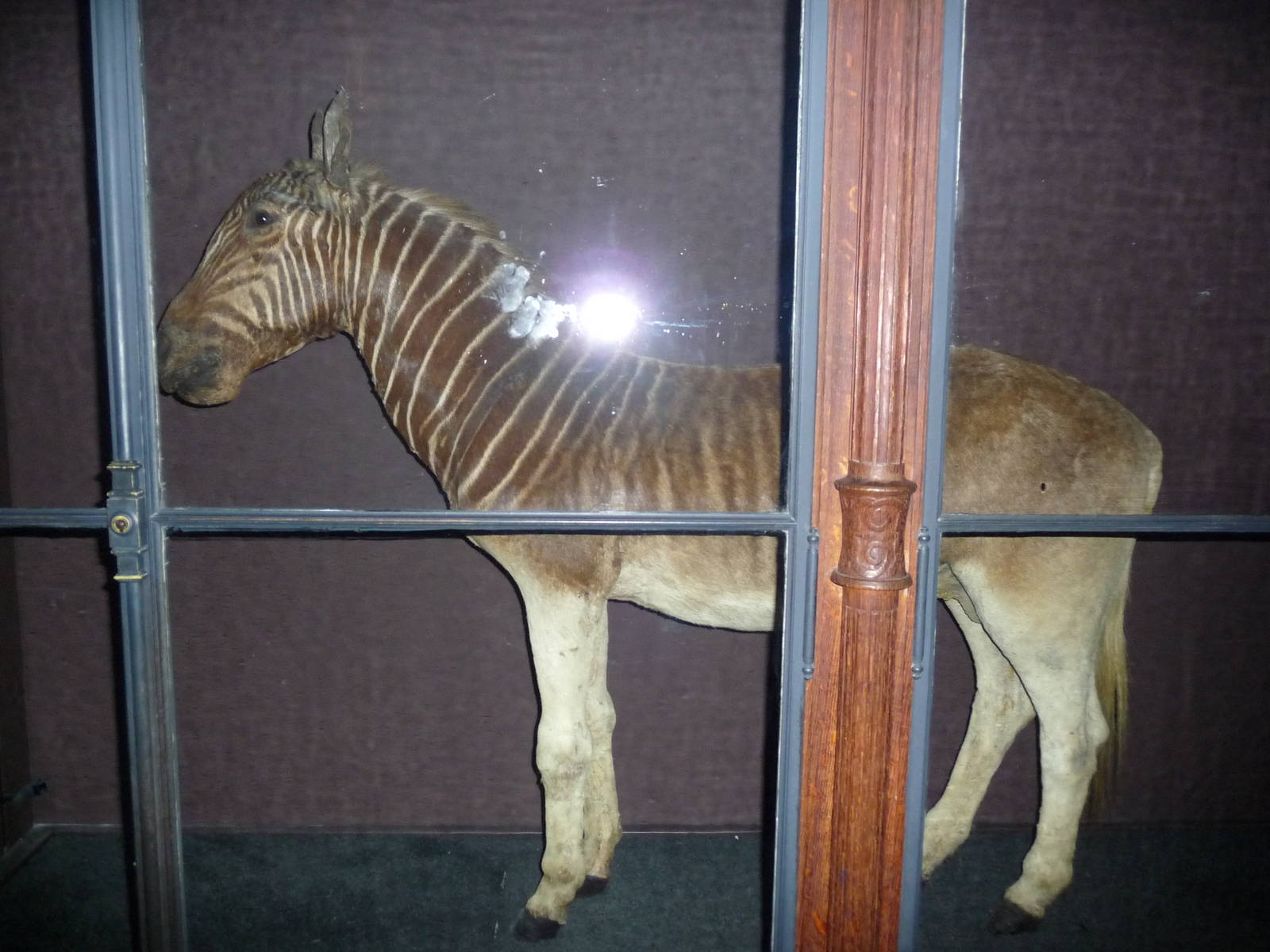 quagga jardin des plantes museum