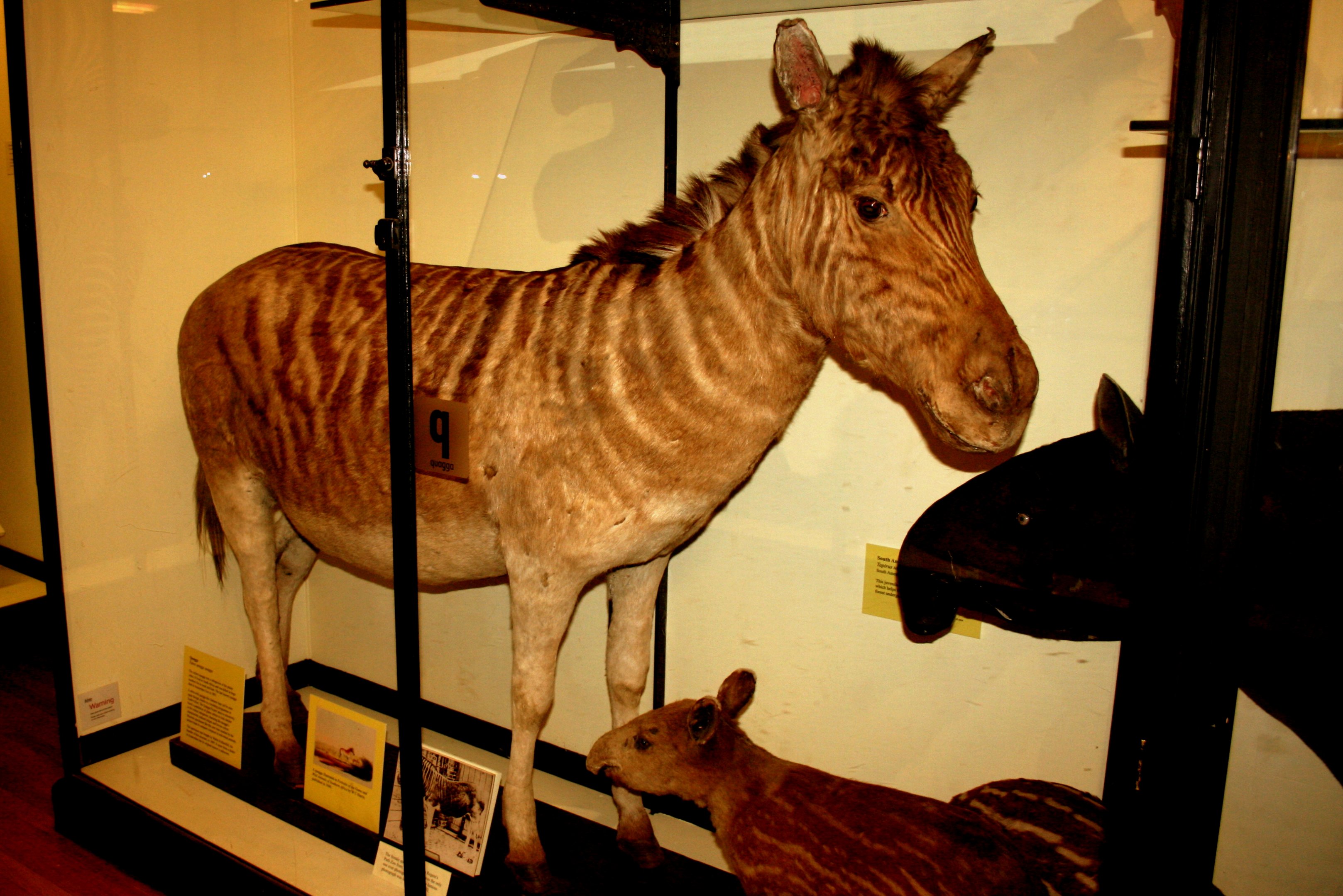 Quagga; Tring; 17th March 2017