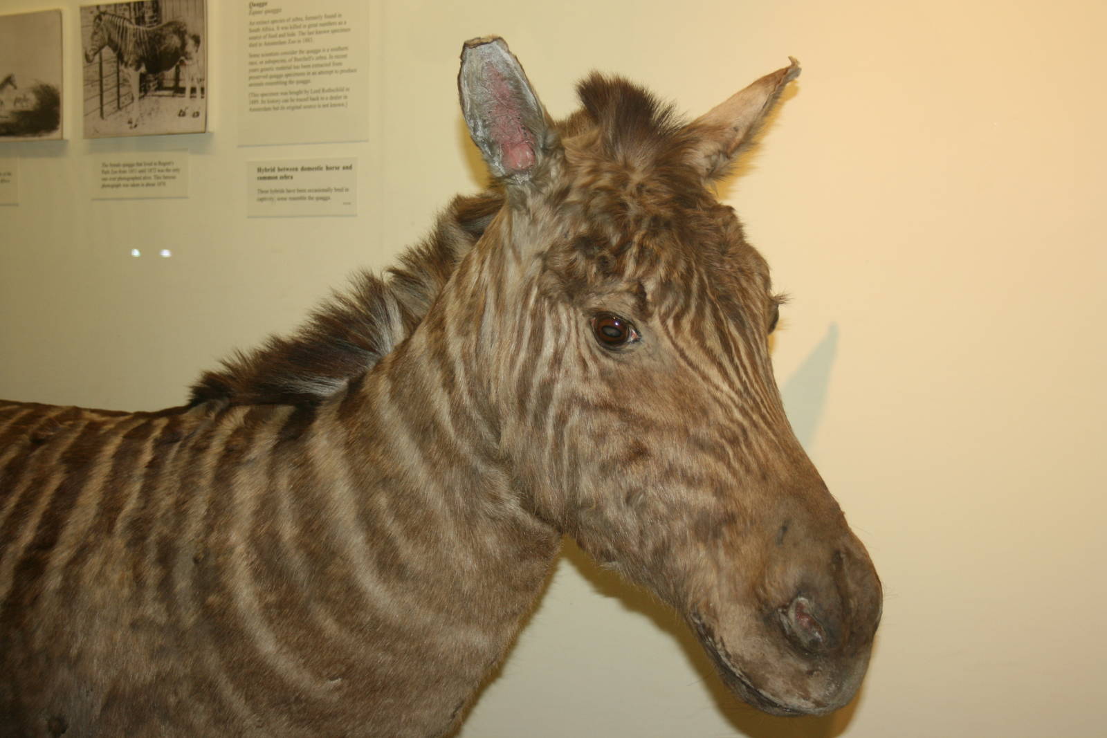 Quagga; Tring Zoological Museum; 21st March 2010