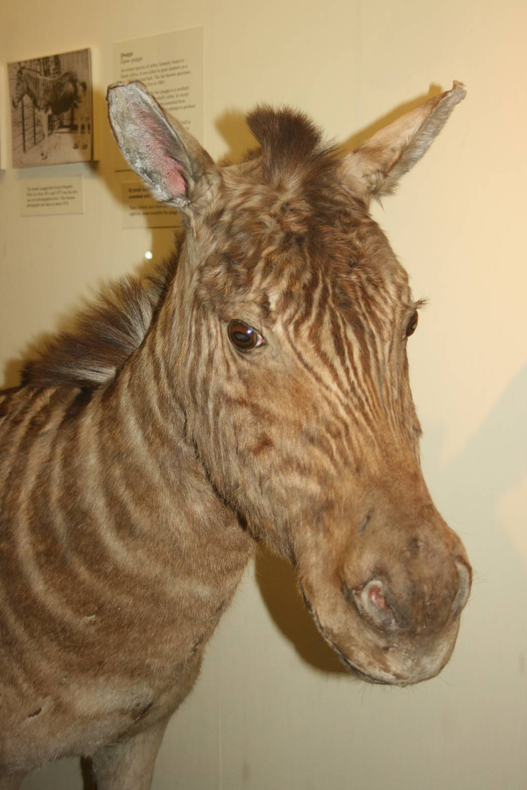 Quagga; Tring Zoological Museum; 21st March 2010