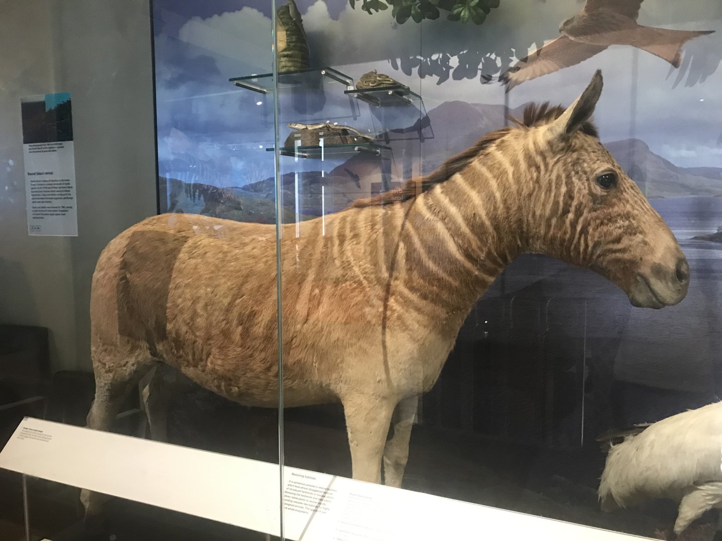 Quagga