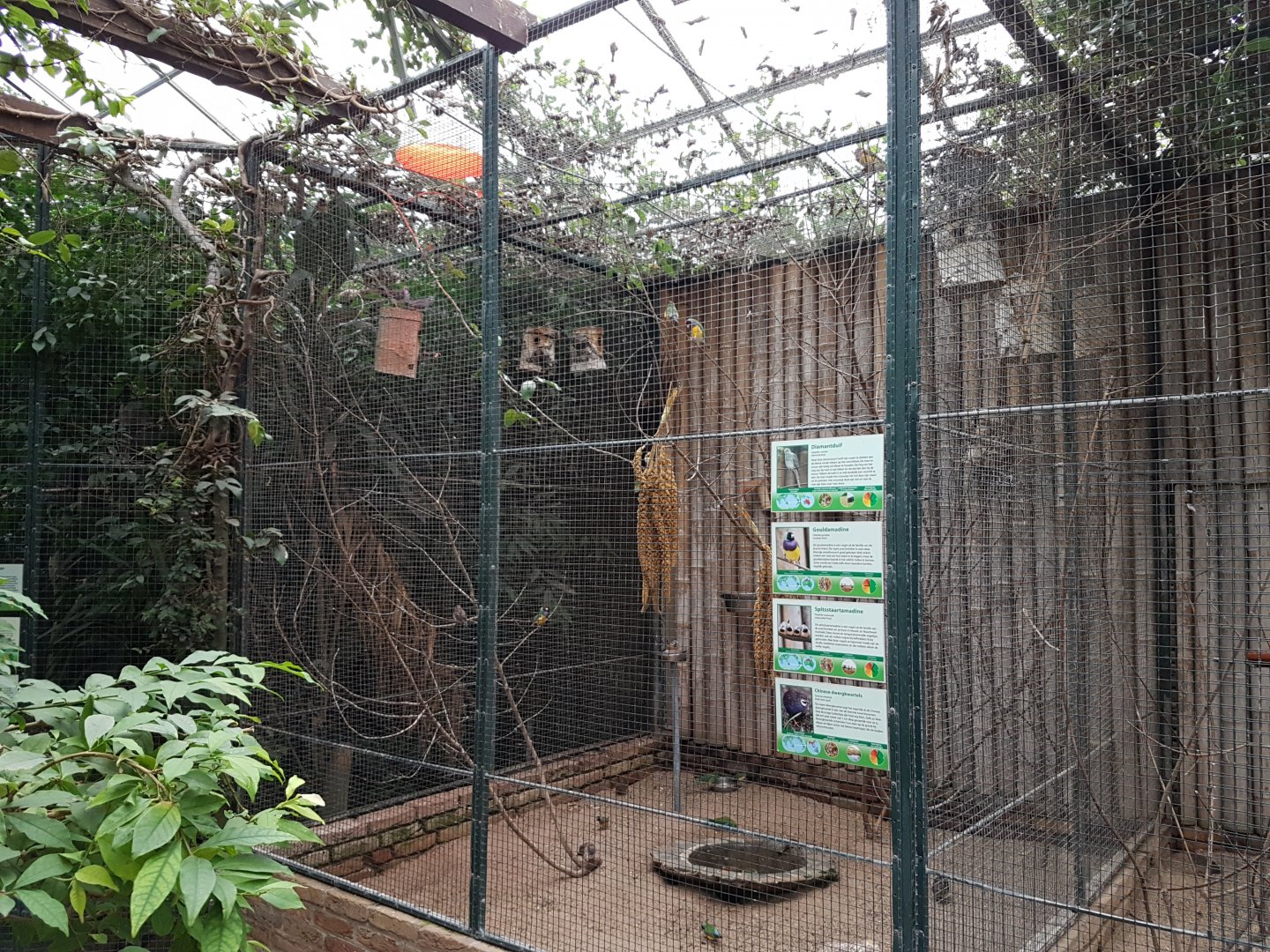 Quail - dove - parakeet - finch aviary