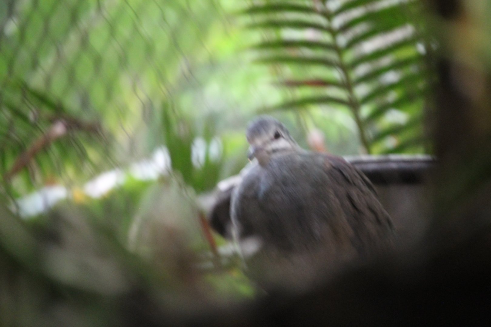 Quail dove sp. ID
