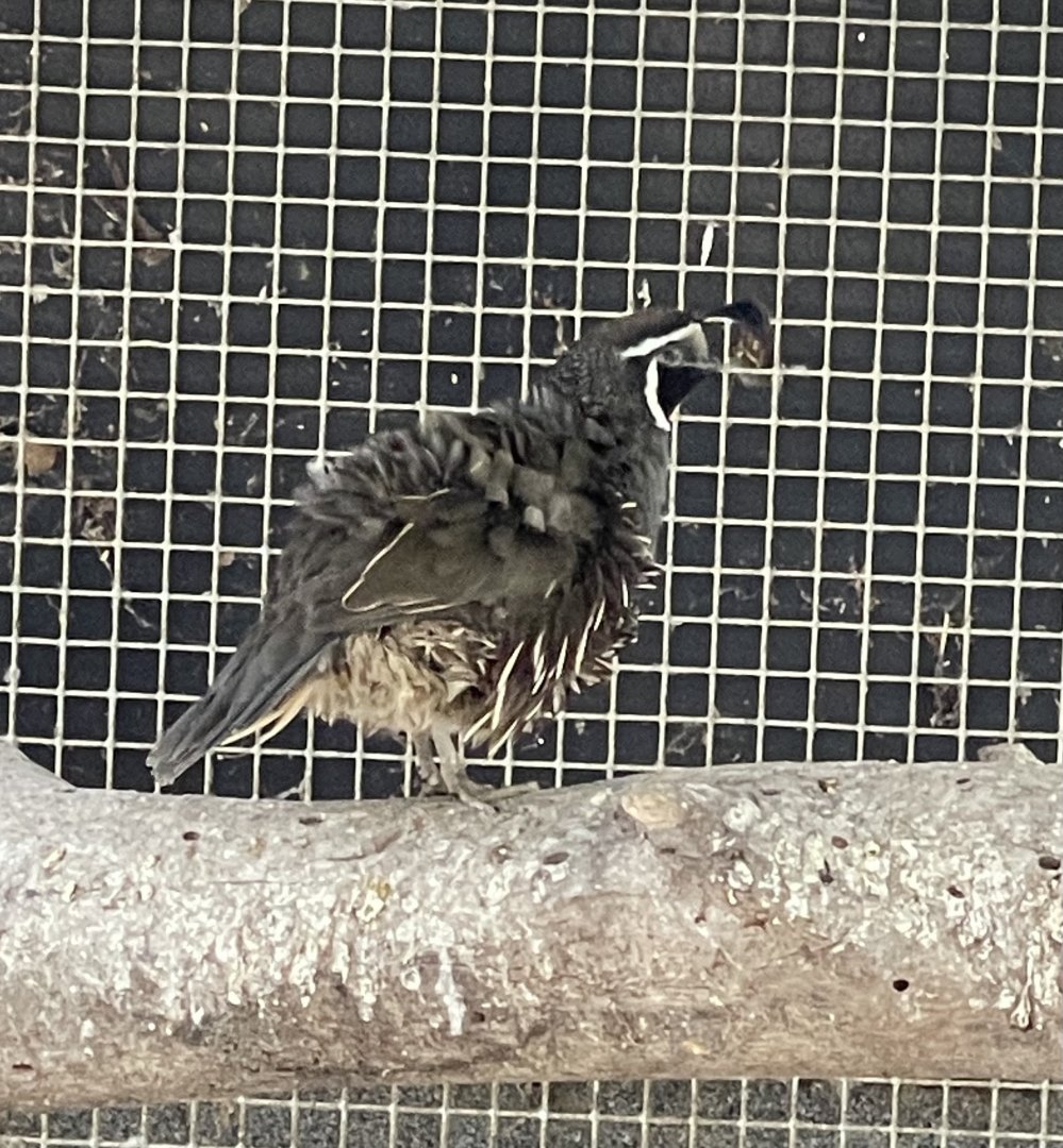 Quail ID? ~ Birdpark Malta