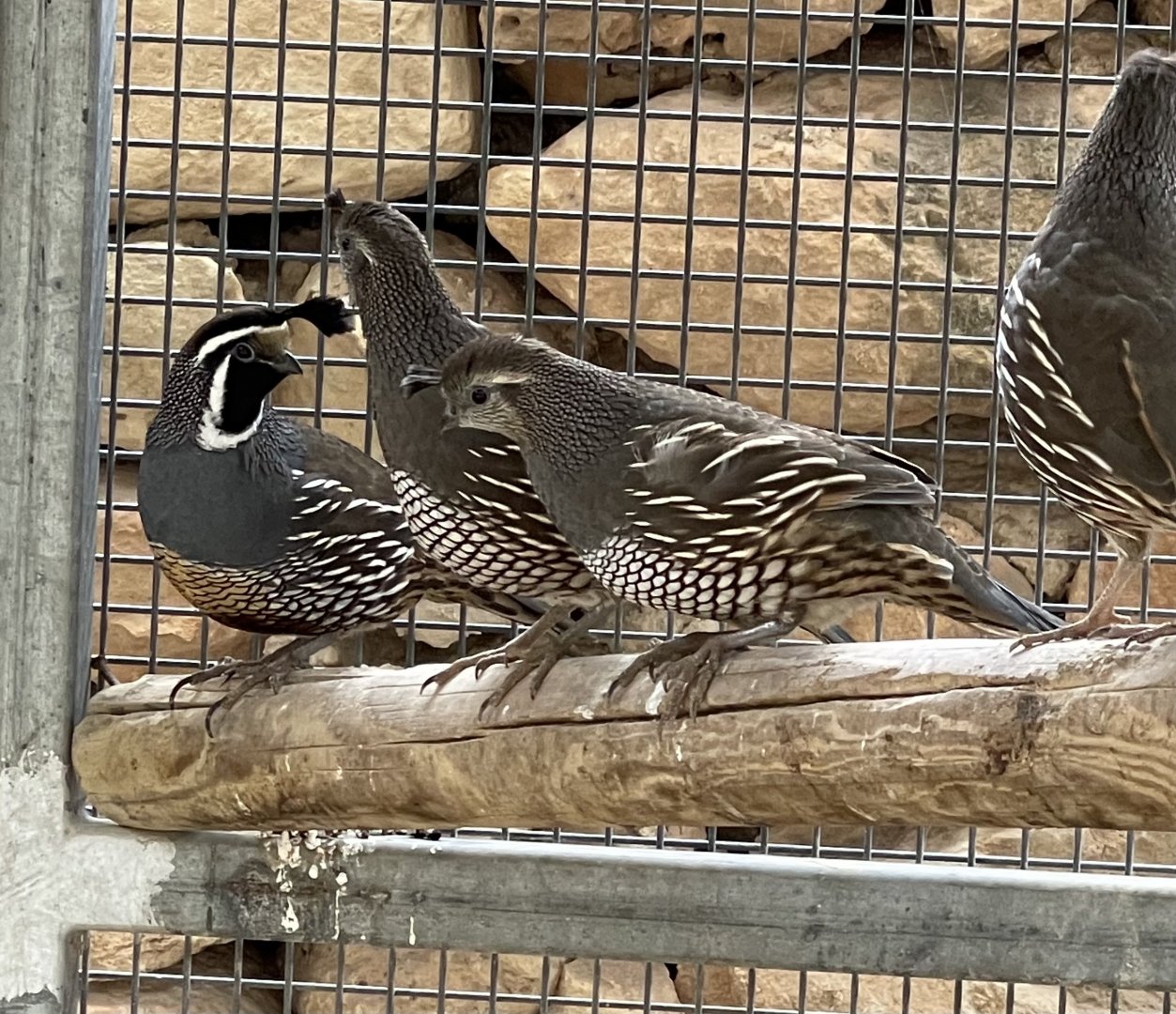 Quail ID?
