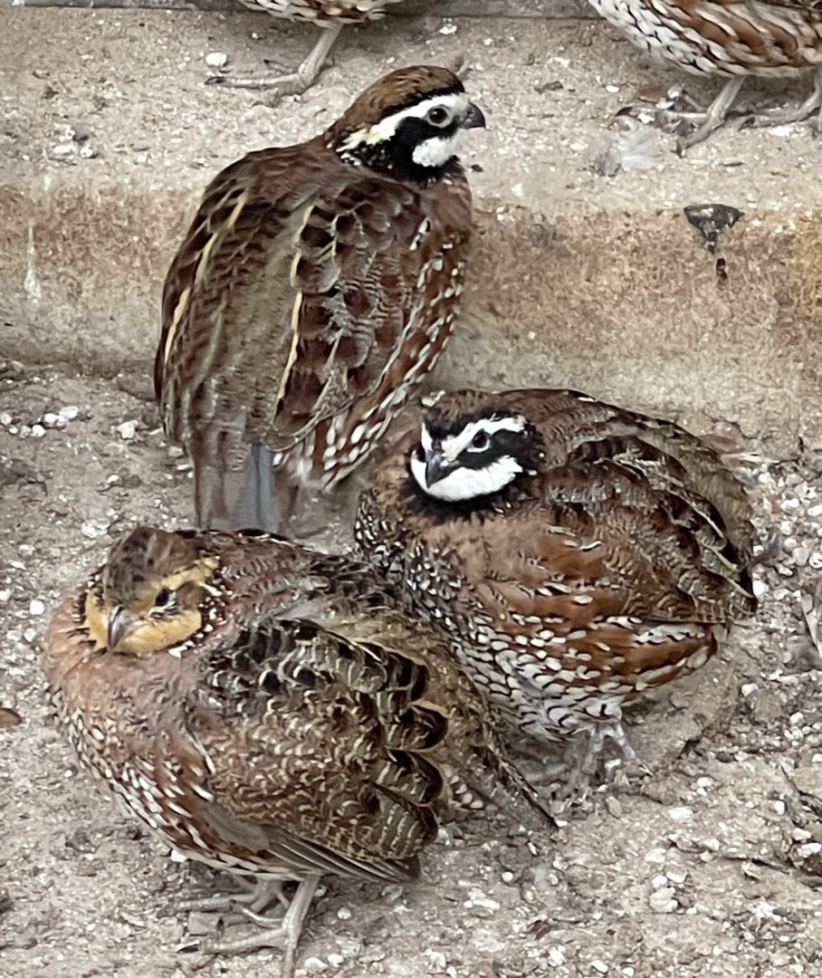 Quail ID?